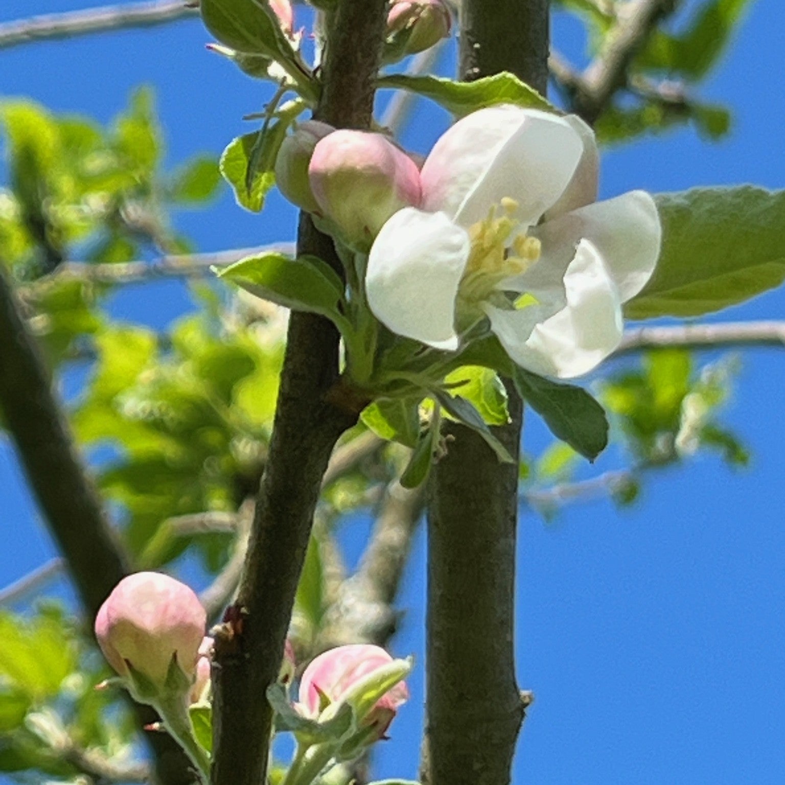Bardsey Island apple tree blossom