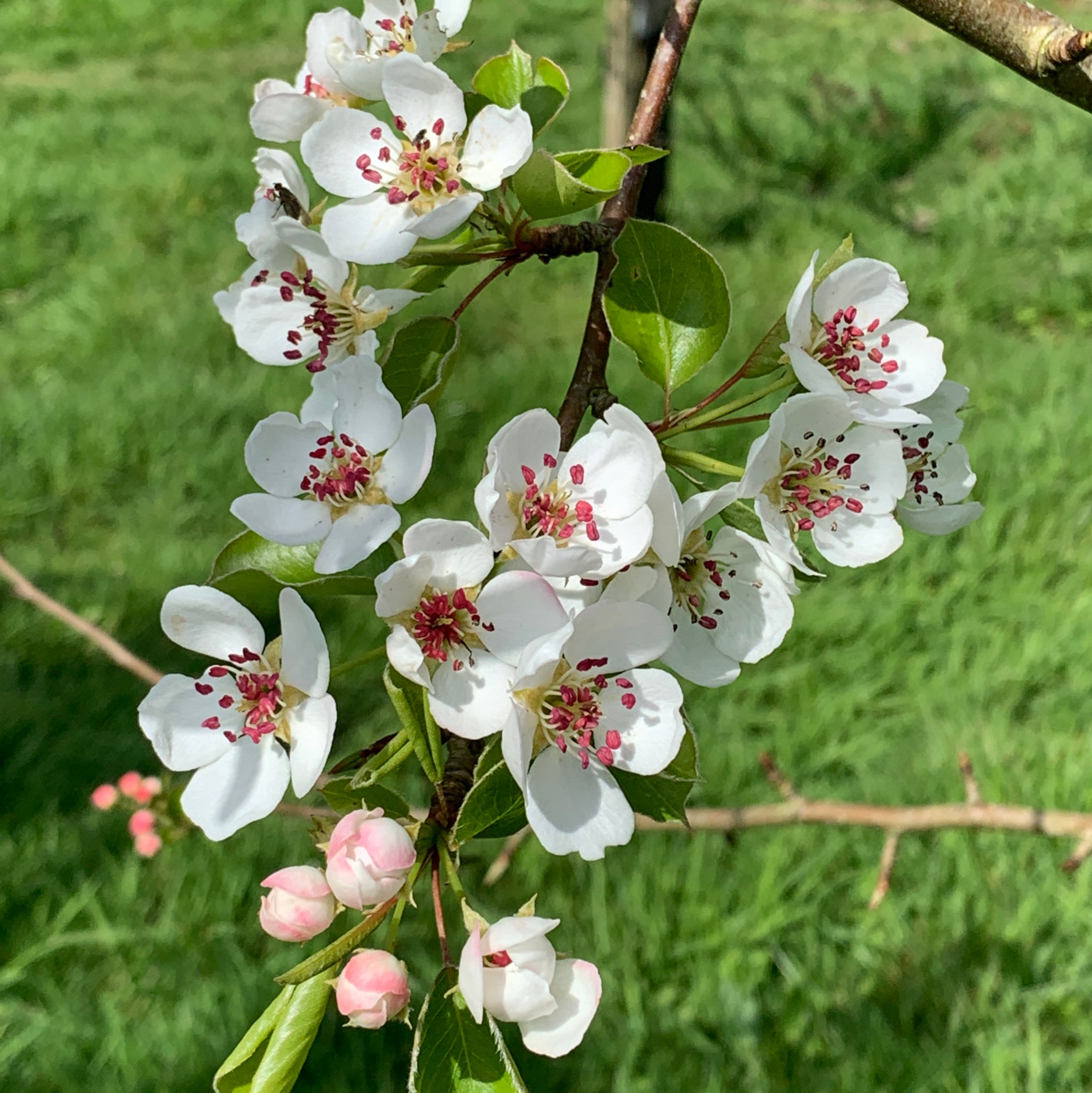 Berllanderi Green pear tree blossom