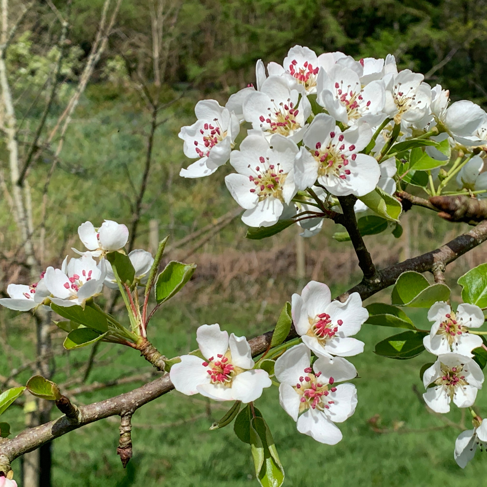 Berllanderi Green pear tree blossom