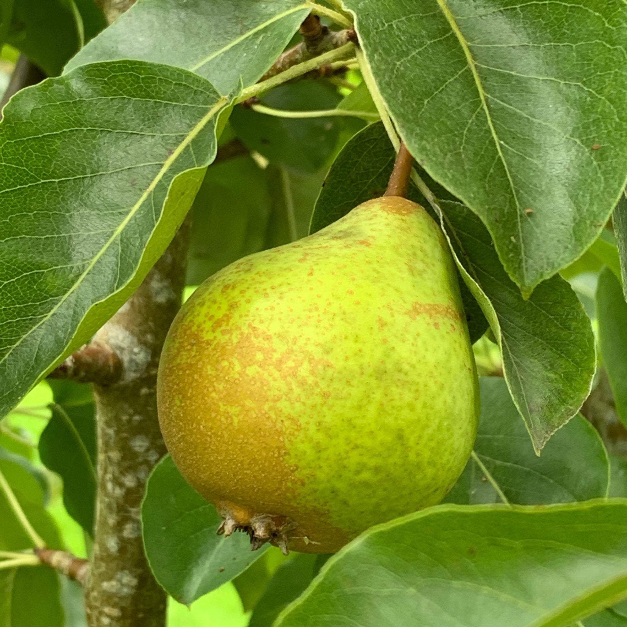 Berllanderi Red pear tree