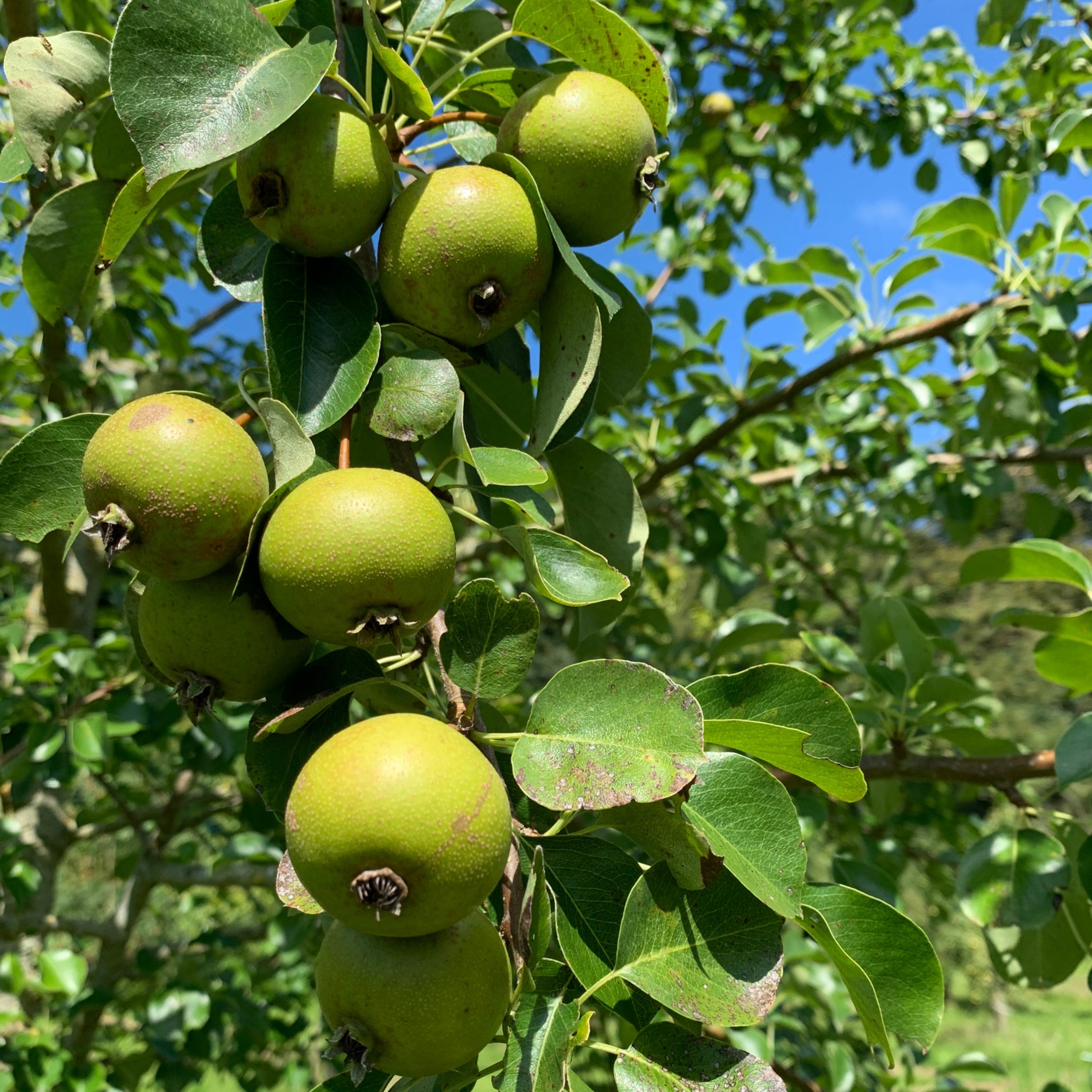 Berllanderi Green pear trees | Tyn y Berllan