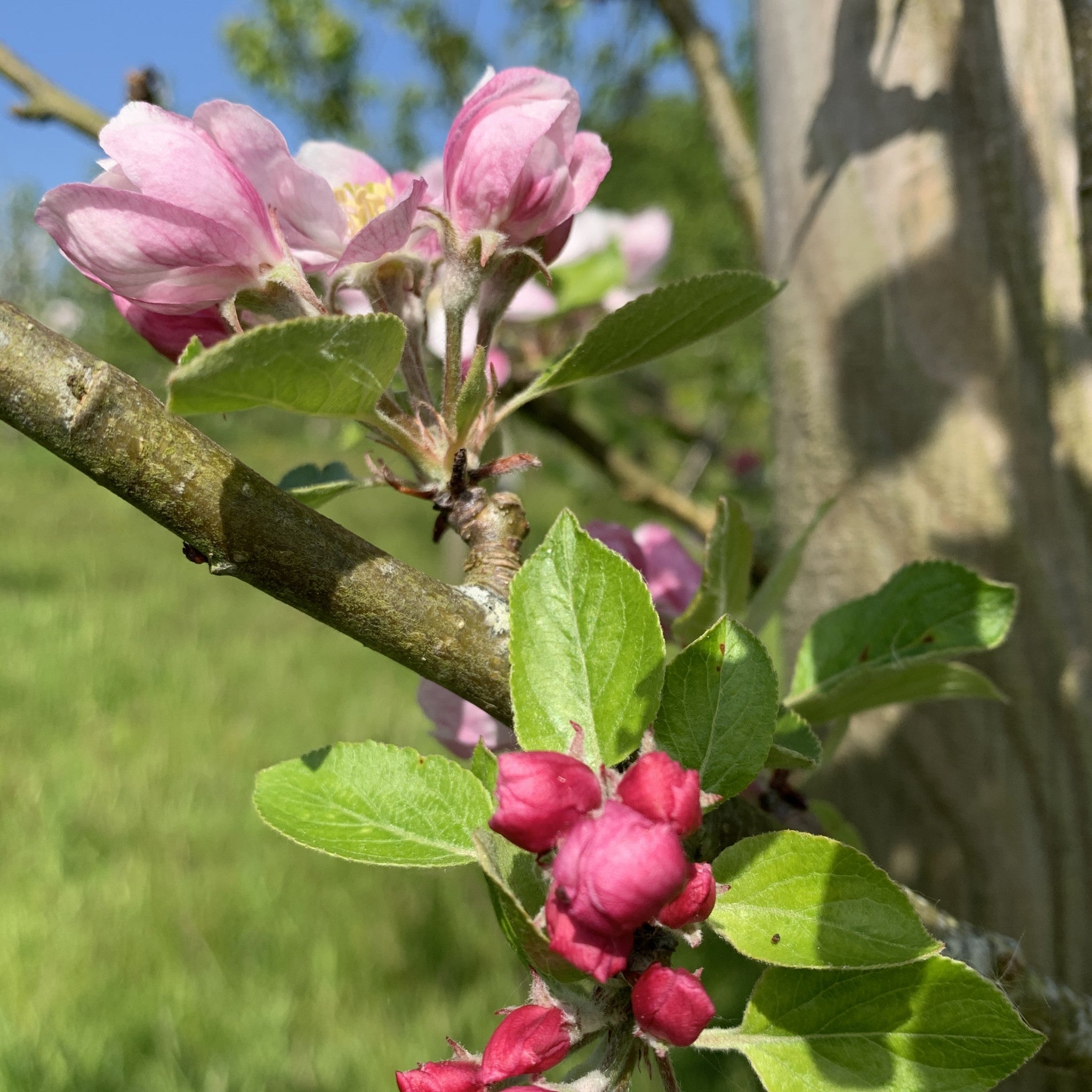 Betty apple tree blossom