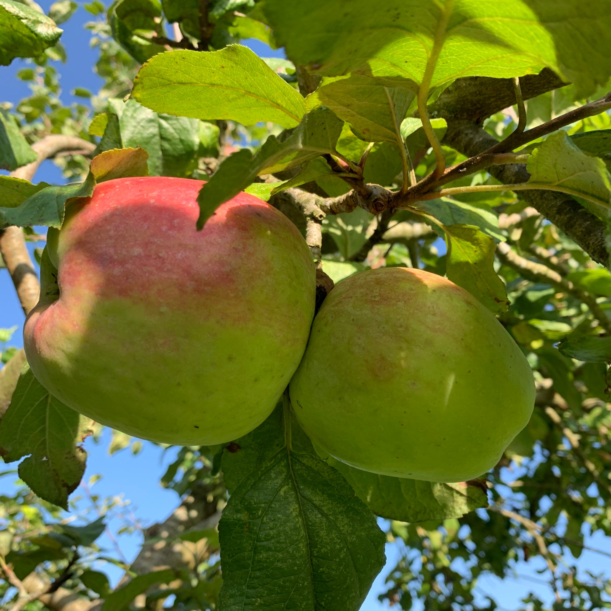 Bismarck apple tree