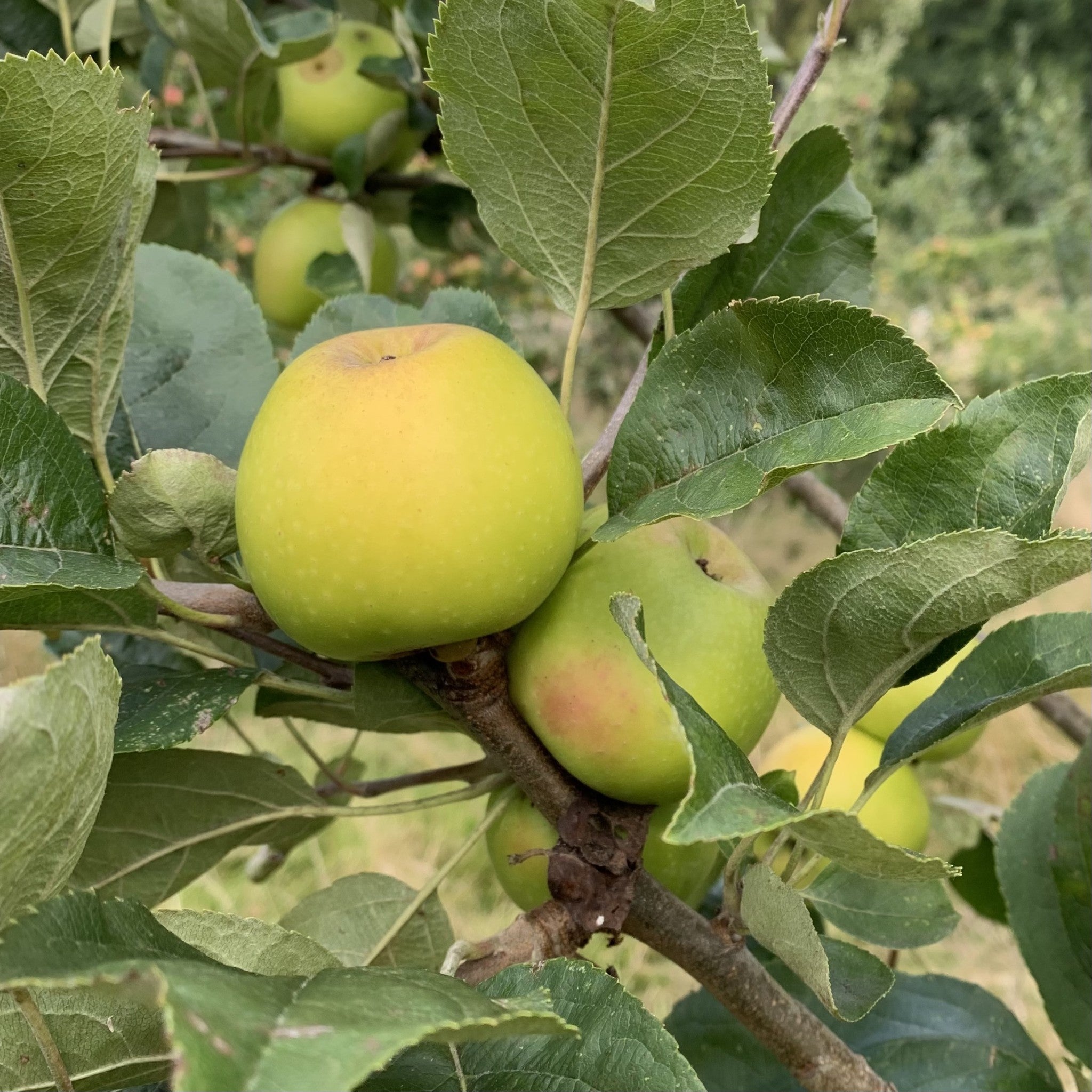 Bitter Owen apple tree