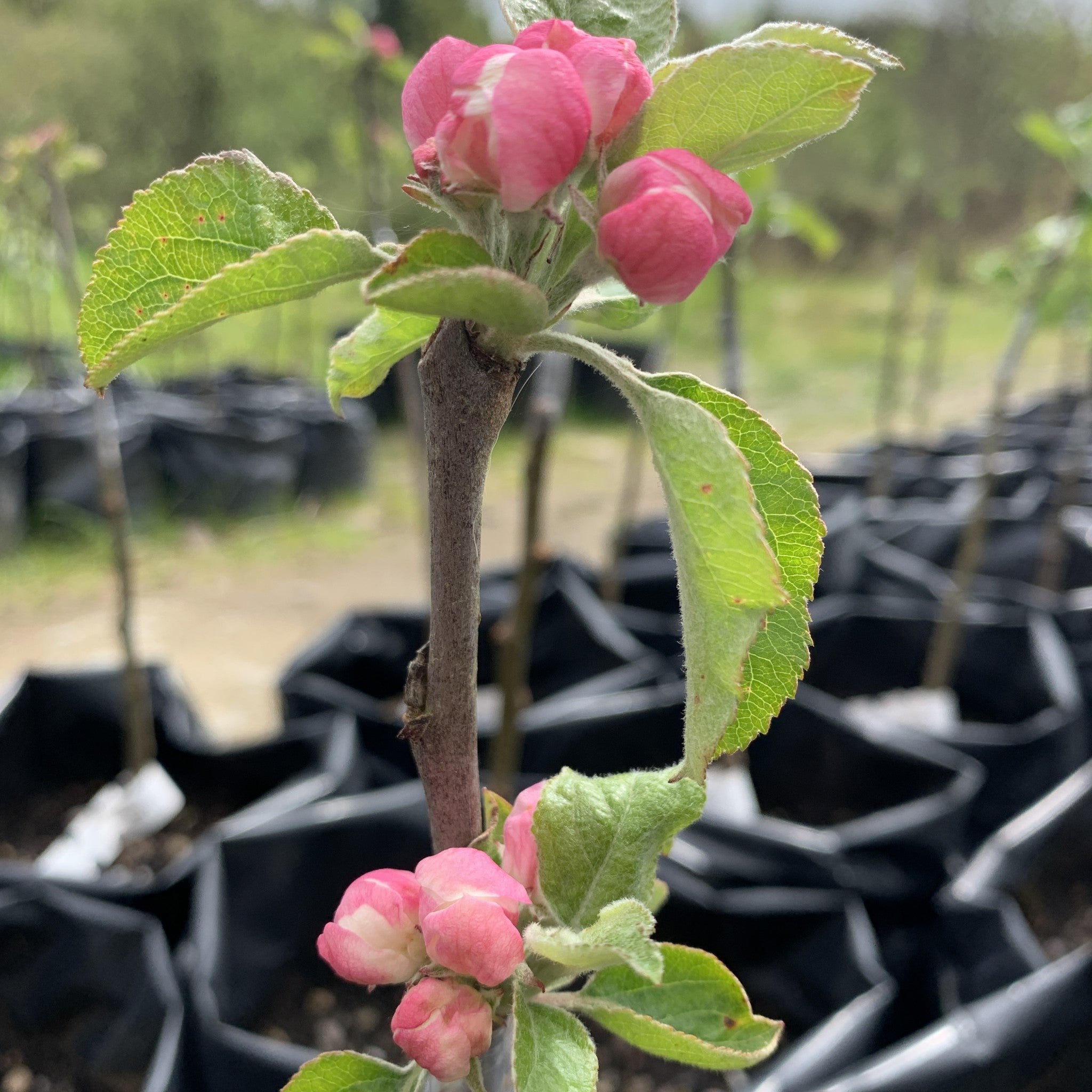 Bitter Owen apple tree blossom