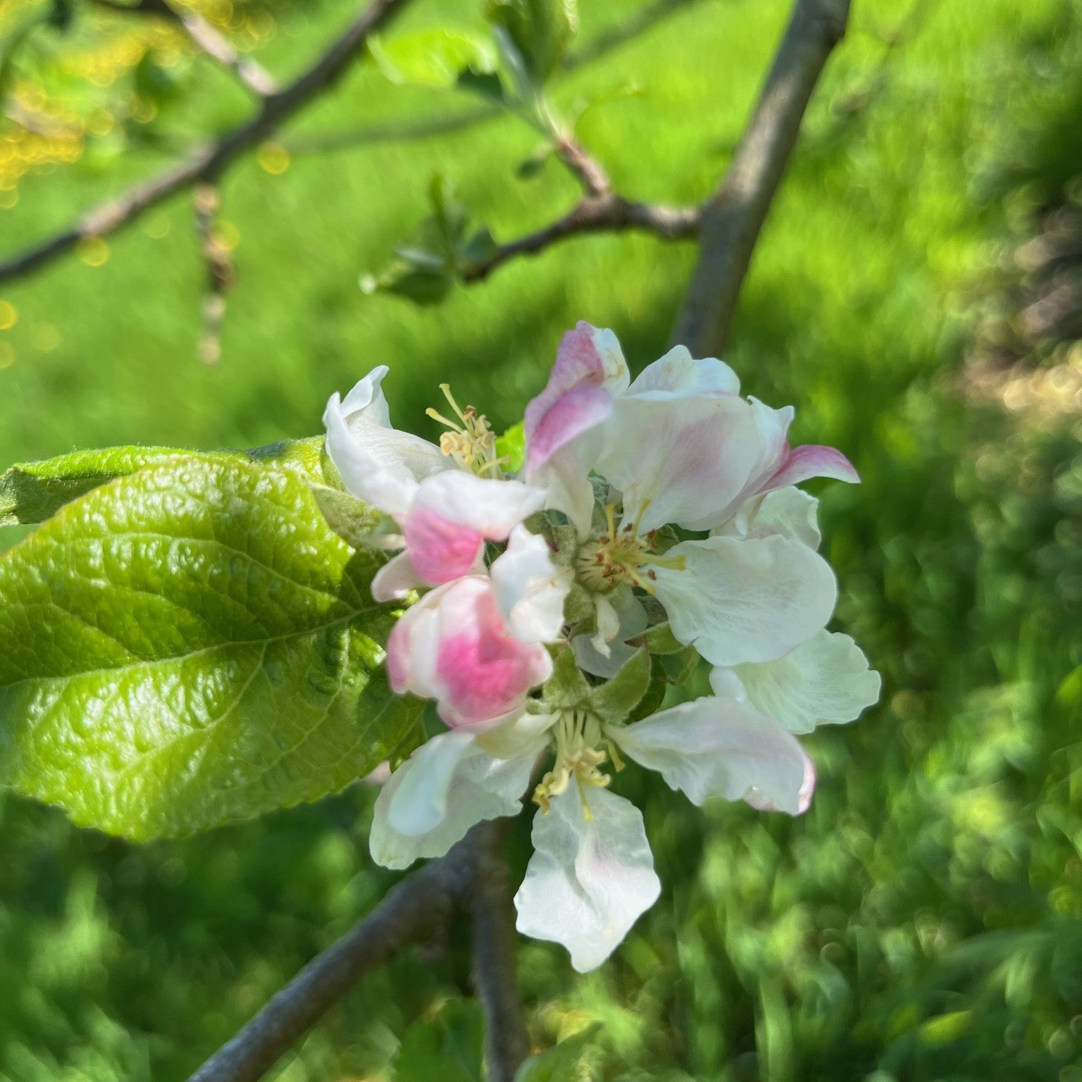 Brith Mawr apple tree blossom