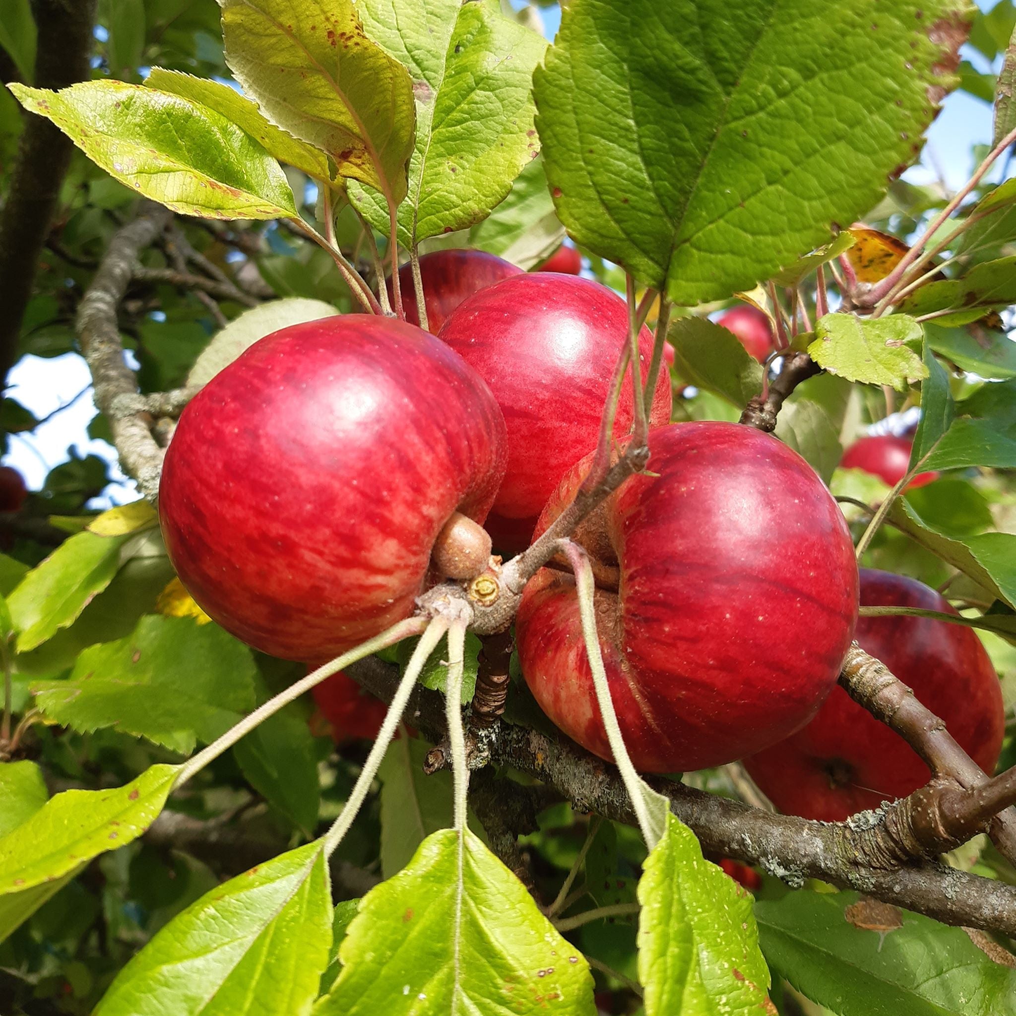 Browns apple tree