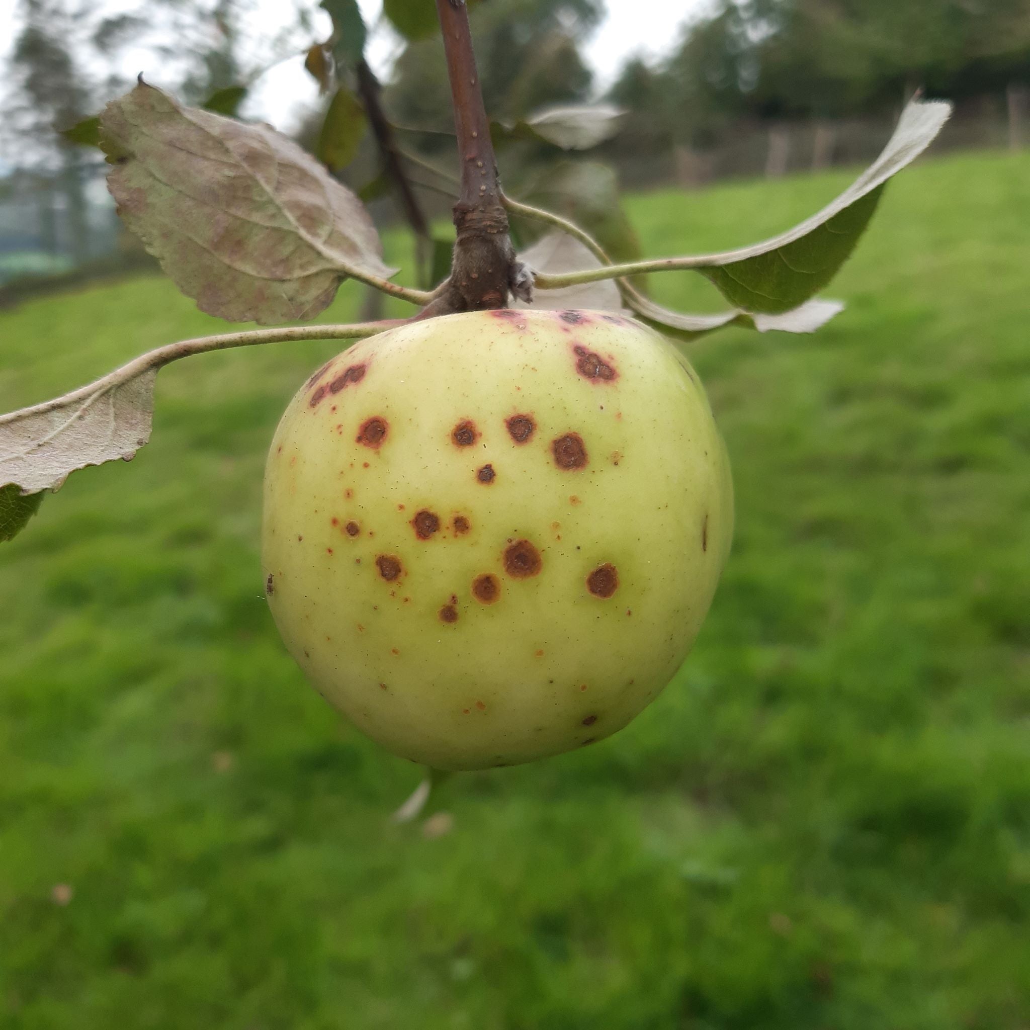 Bulmer's Norman apple tree