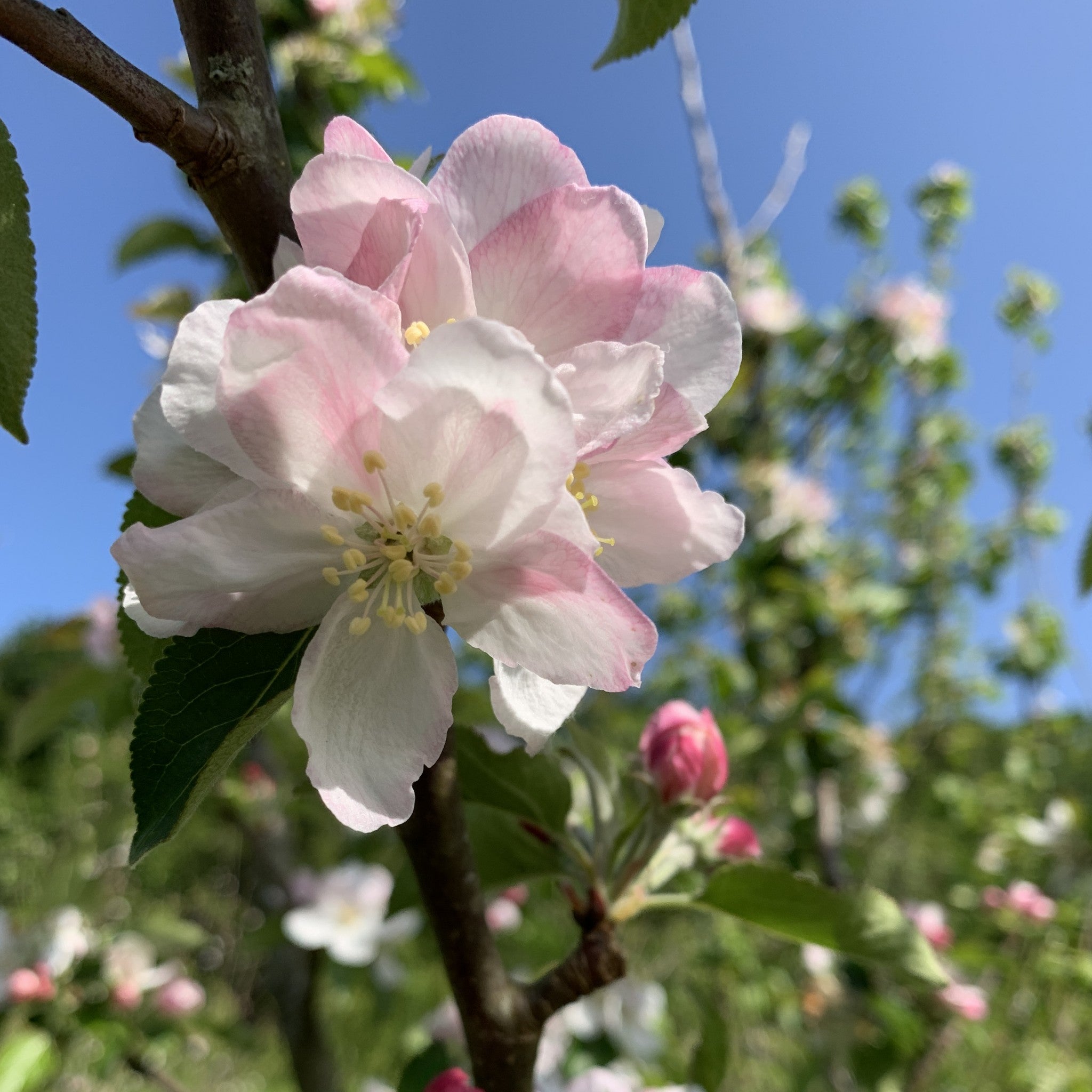 Cadwalader apple tree blossom