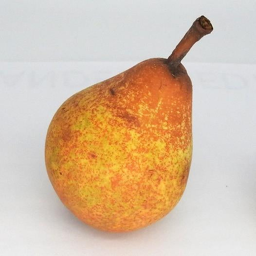 Chapman's Orange pear tree
