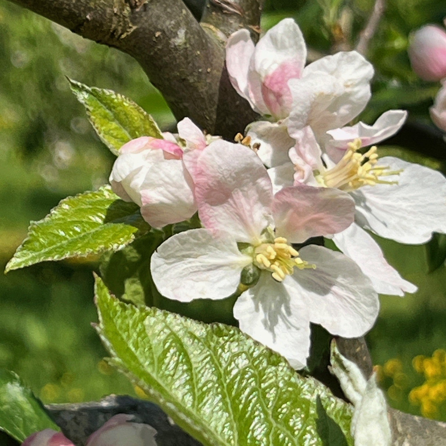 Clay Gate Permain apple tree blossom