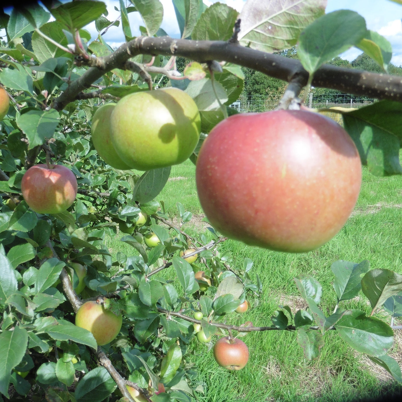 Cooking apple trees for sale Tyn y Berllan