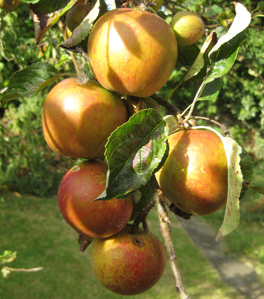 Apple and Pear Trees Grown in Wales for Sale | Tyn y Berllan