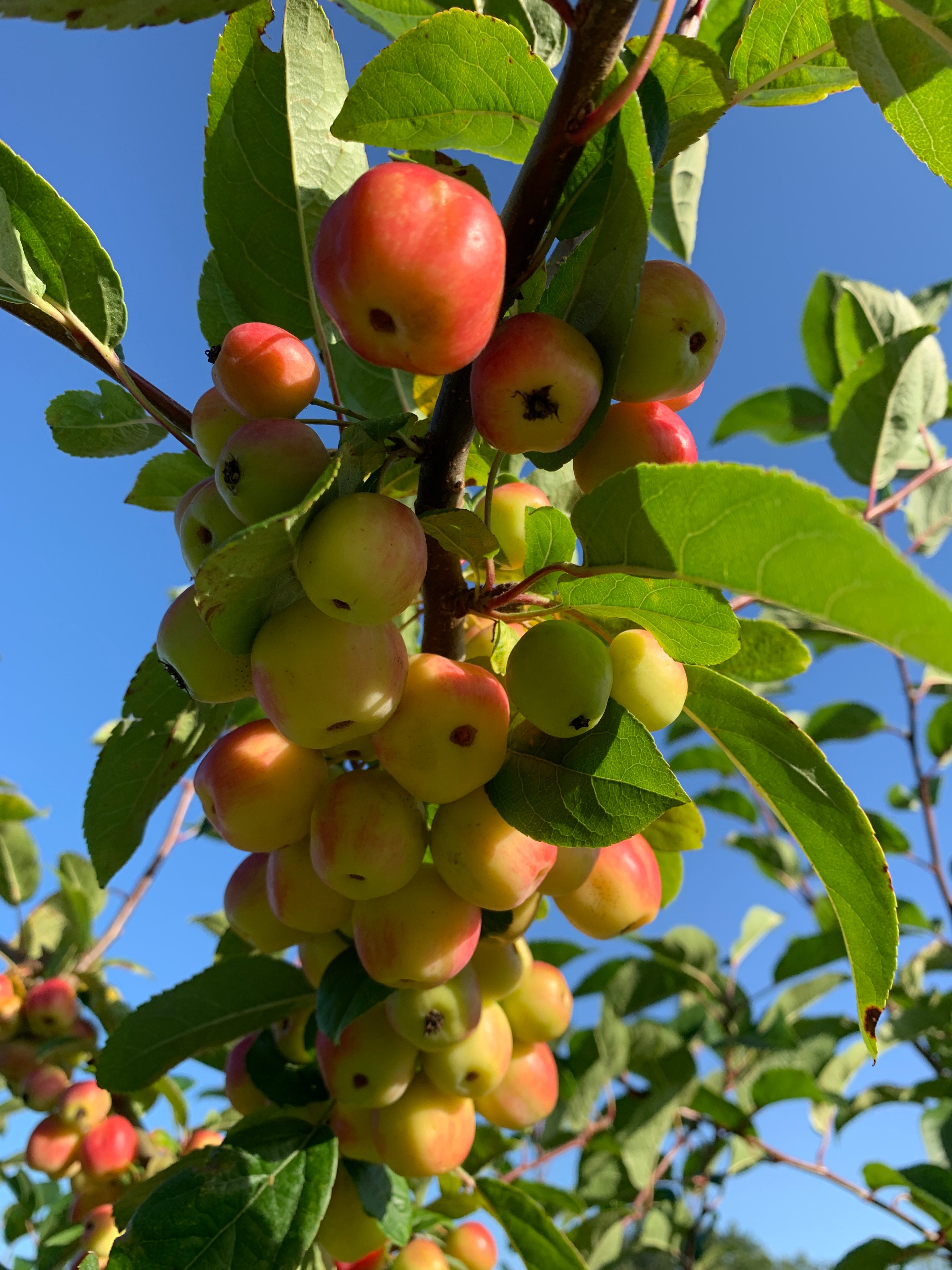 Crab apple trees for sale | Tyn y Berllan