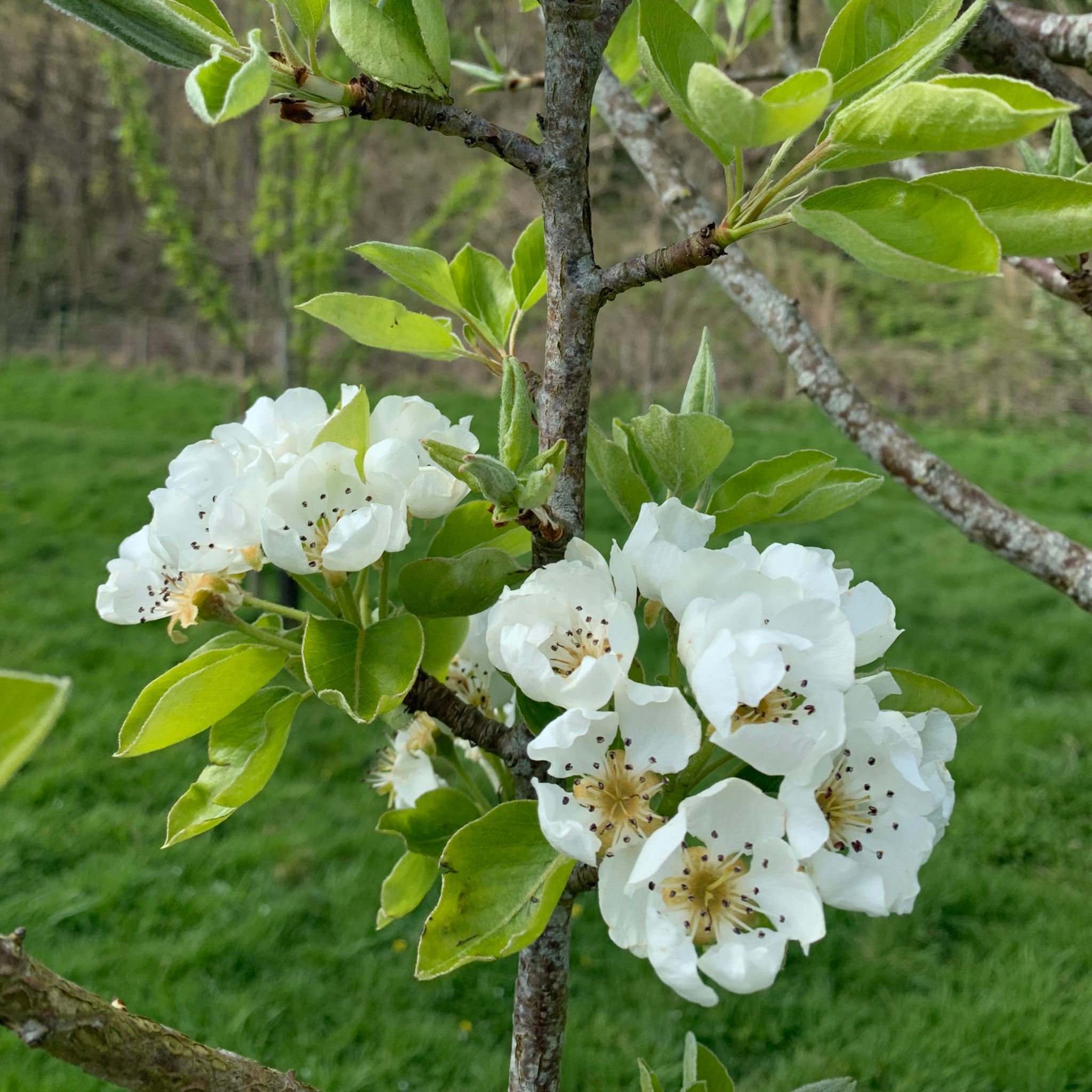 Crystell pear tree blossom