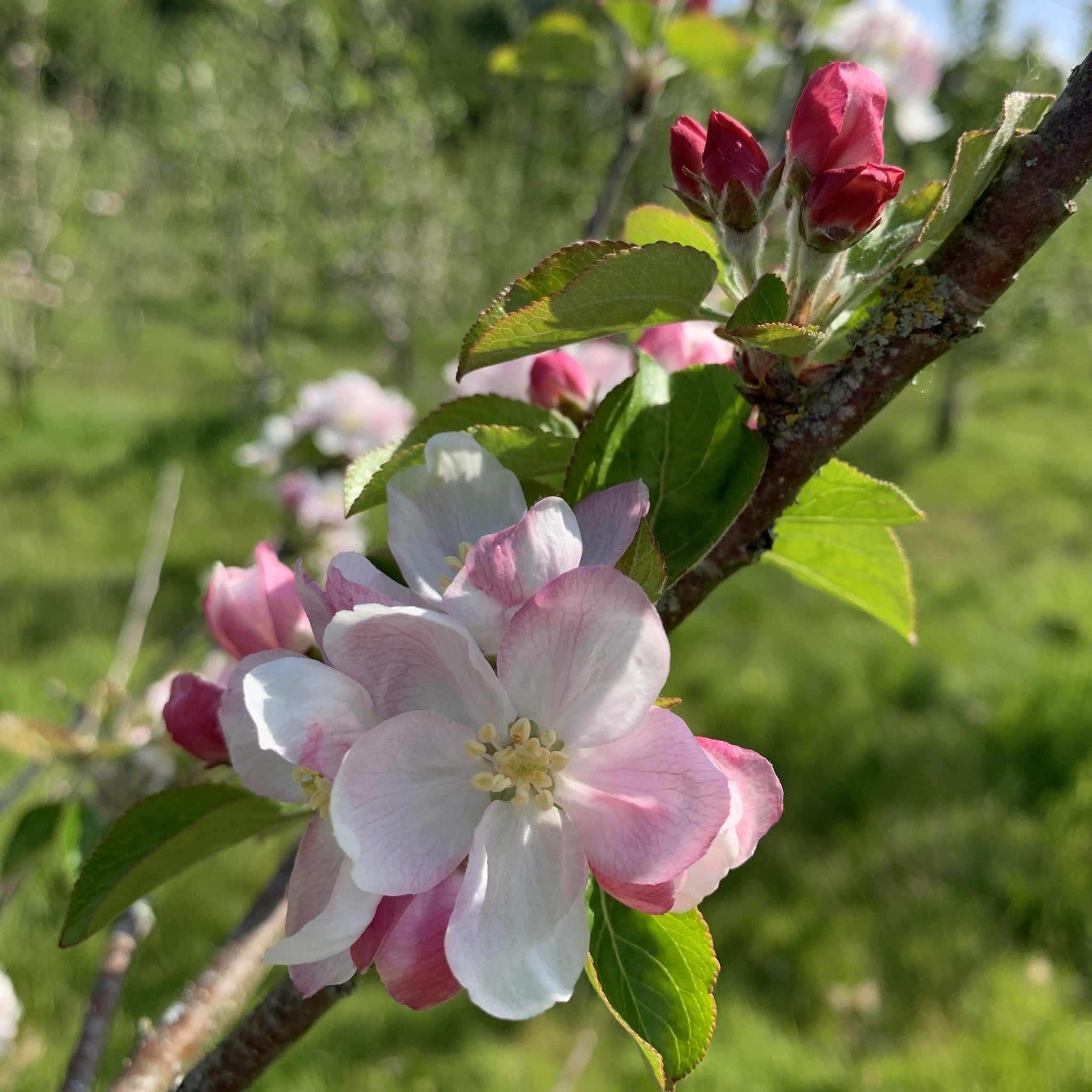 Dabinett apple tree blossom
