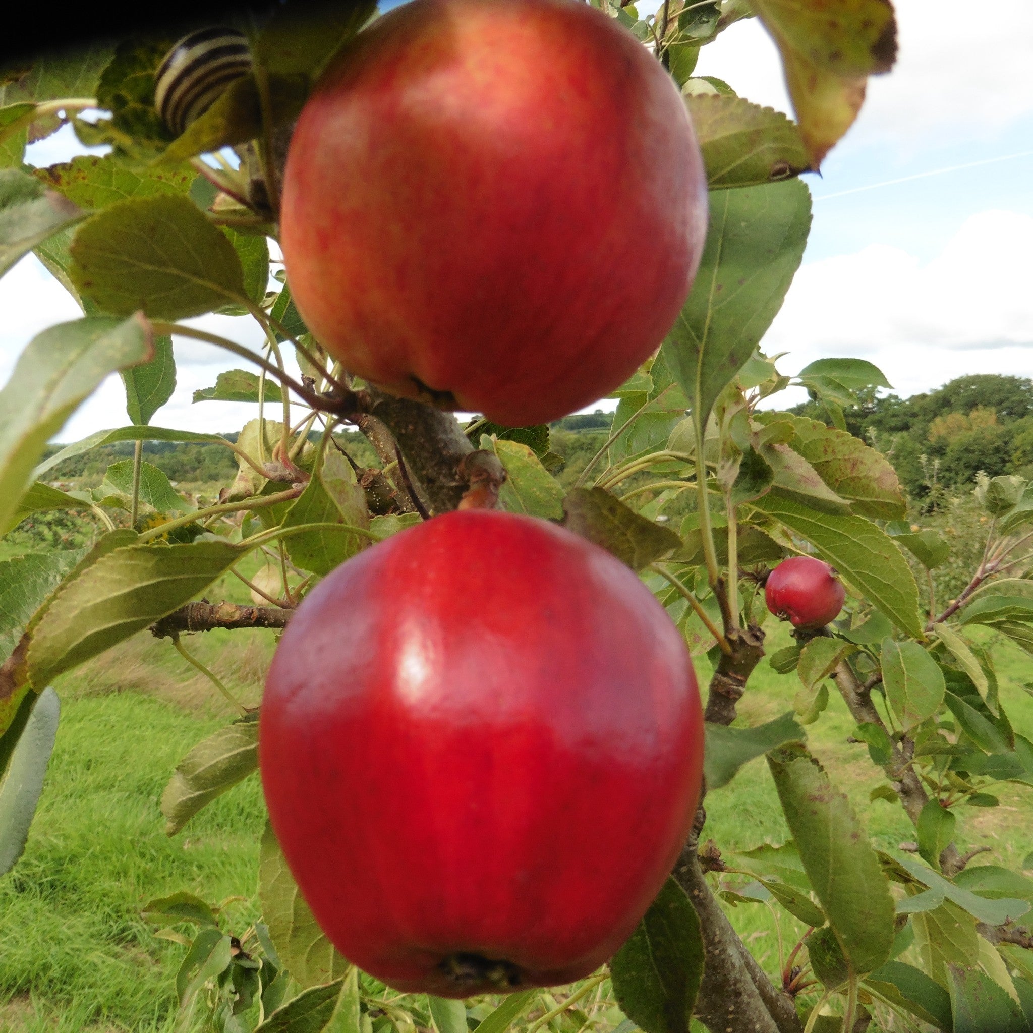 Devonshire Quarrenden apple tree