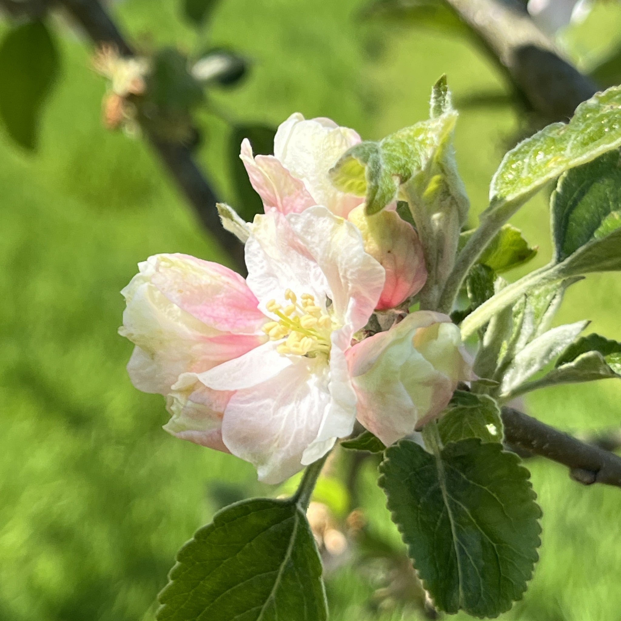 Duke of Devonshire apple tree blossom