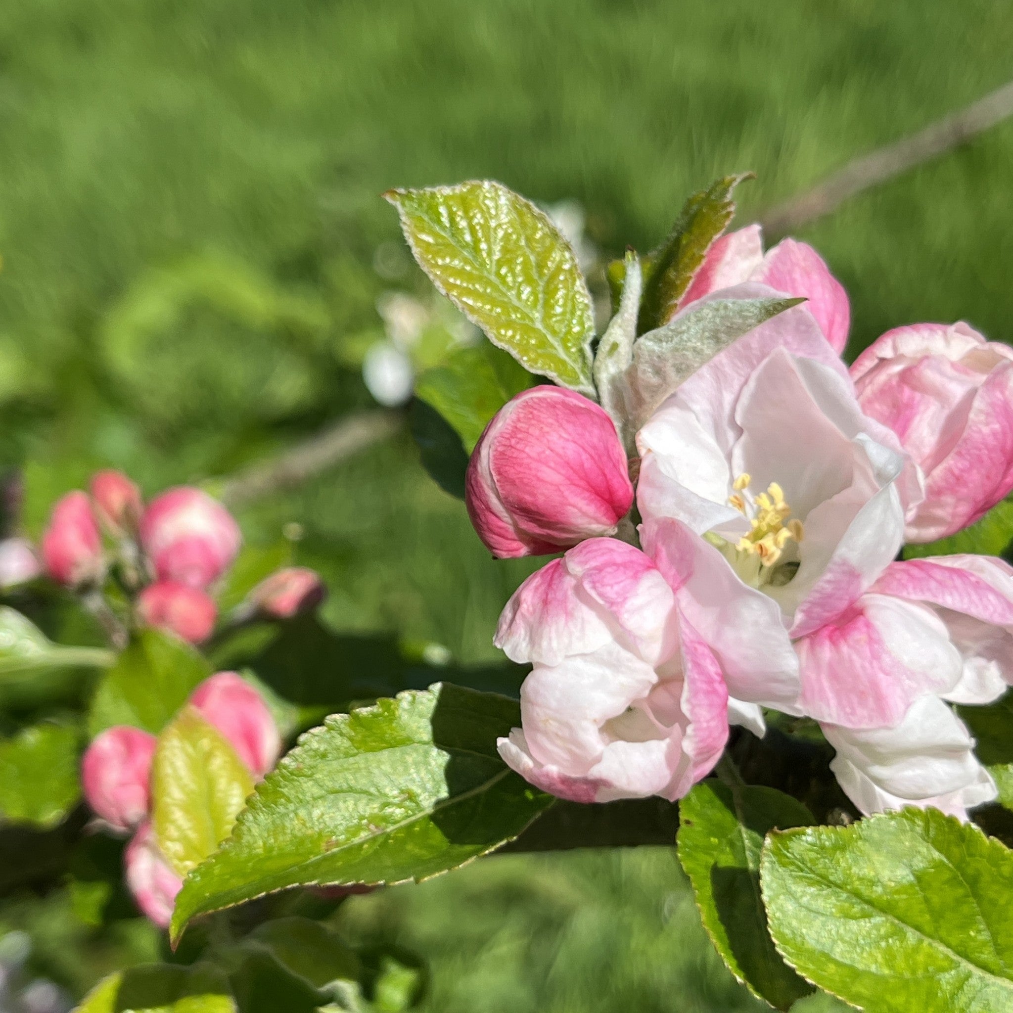 Dumelow's Seedling apple tree blossom