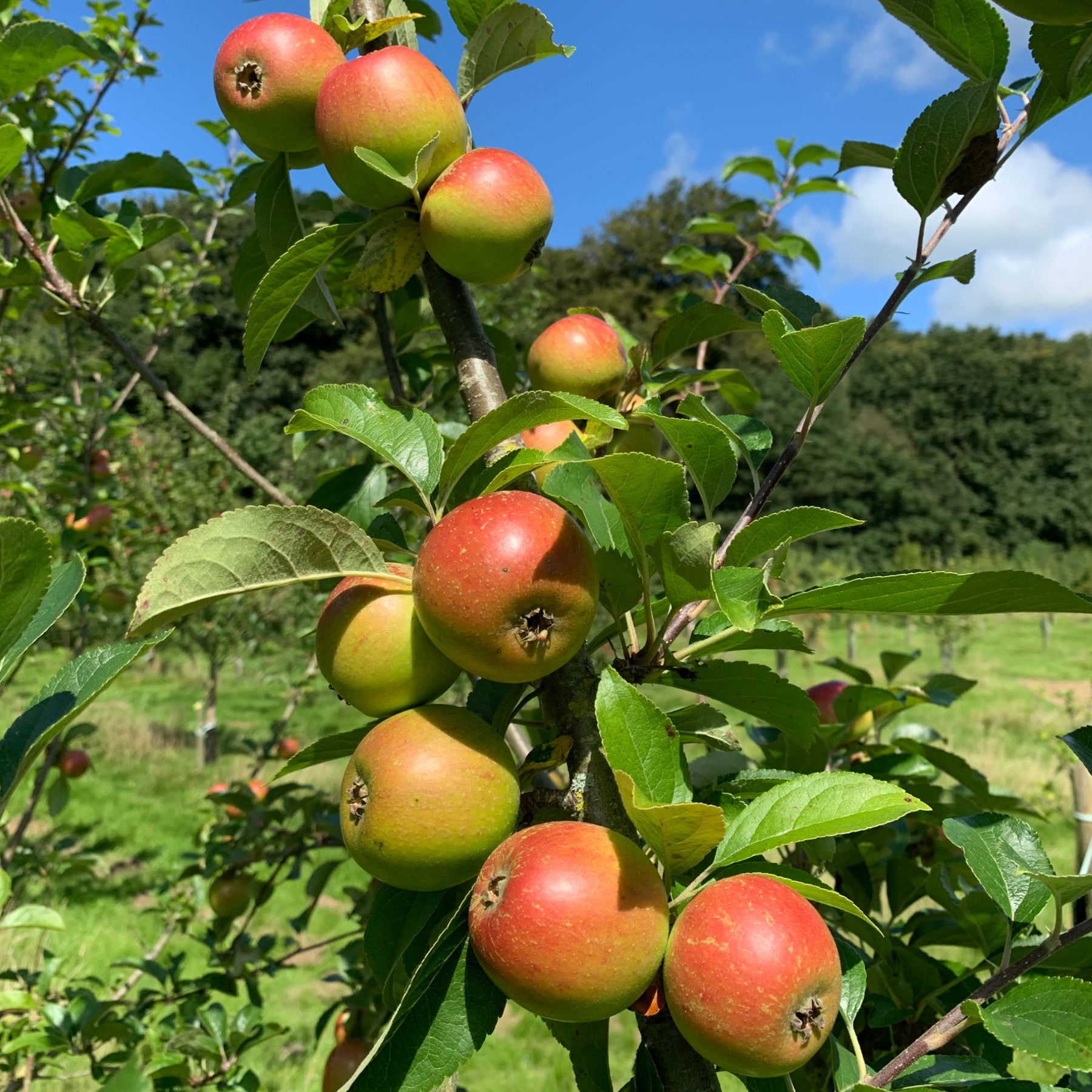 Eating apple trees for sale Tyn y Berllan