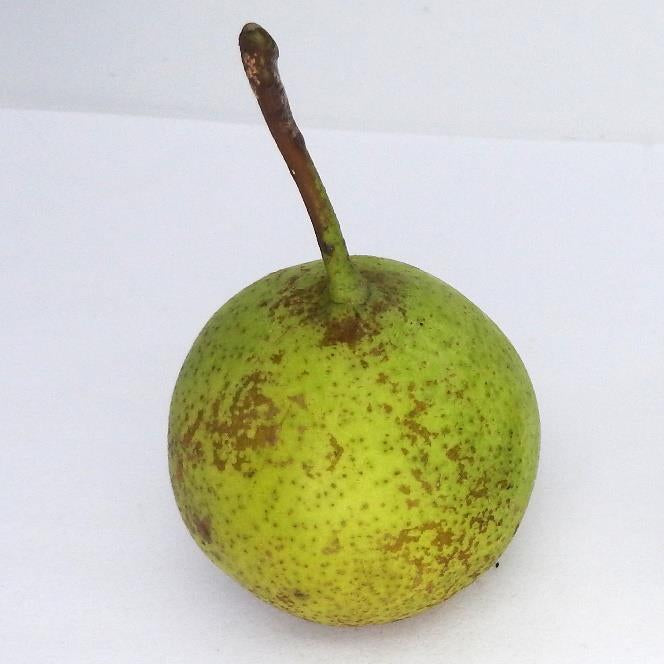 Edith pear tree