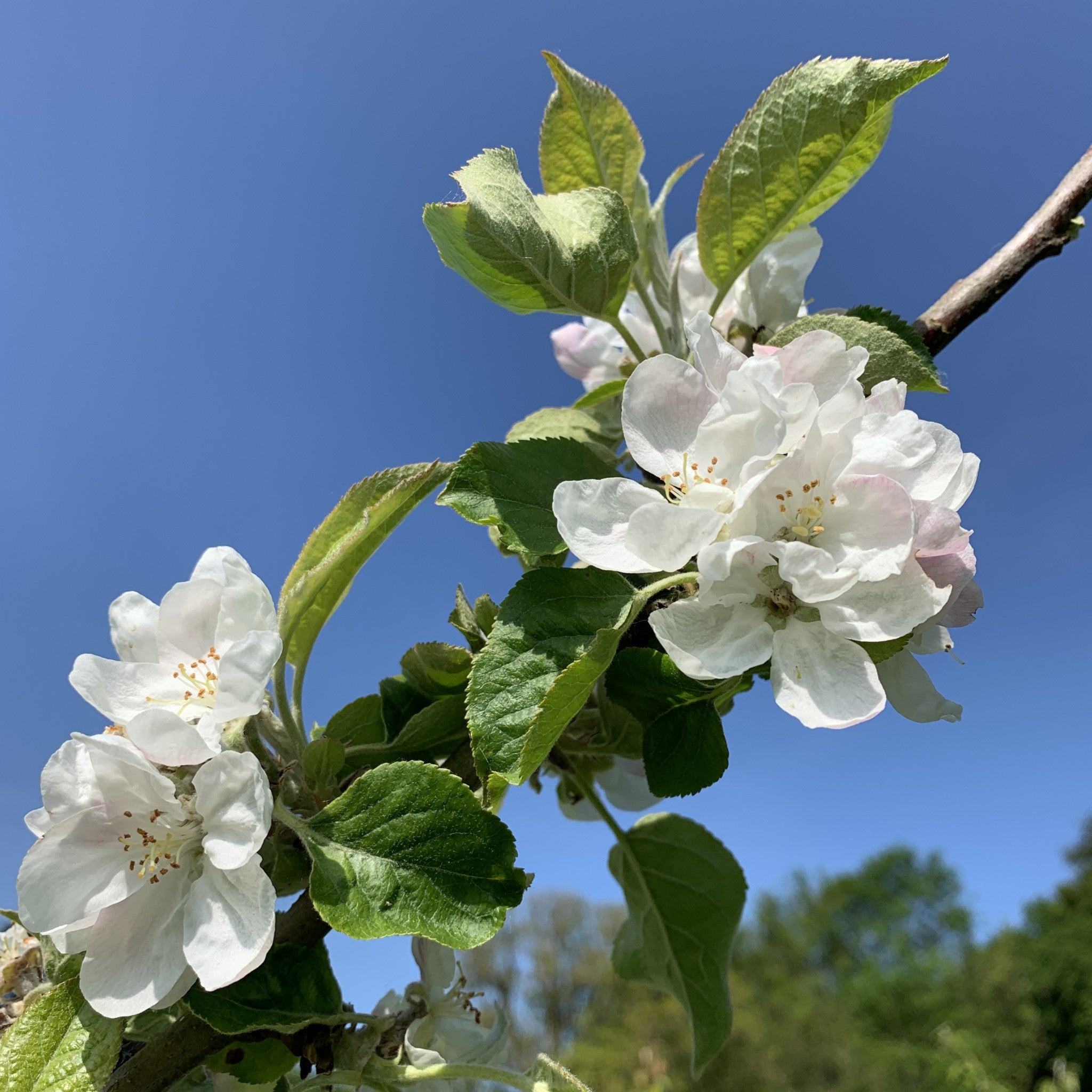 Ellis Bitter apple tree blossom