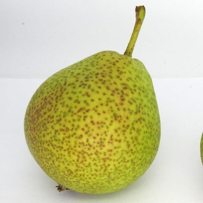 Gellygen Godidog pear tree
