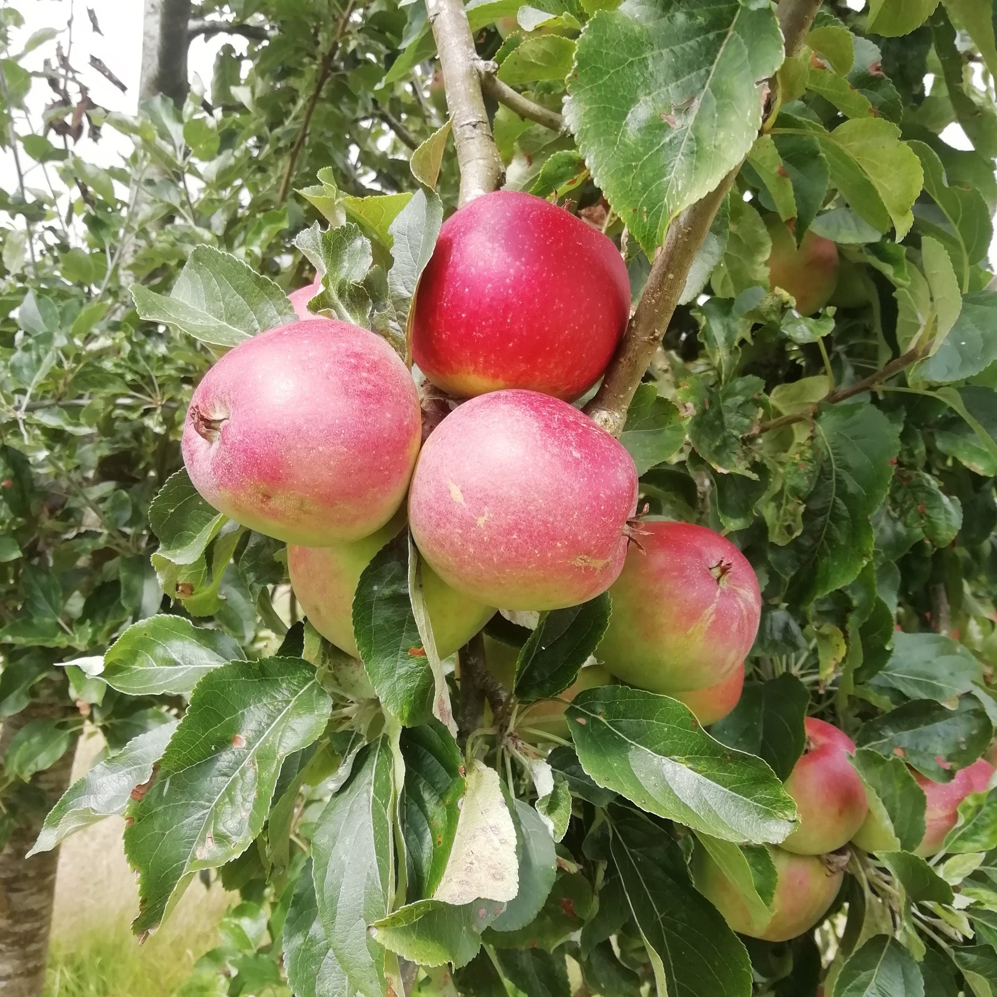 George Cave apple tree