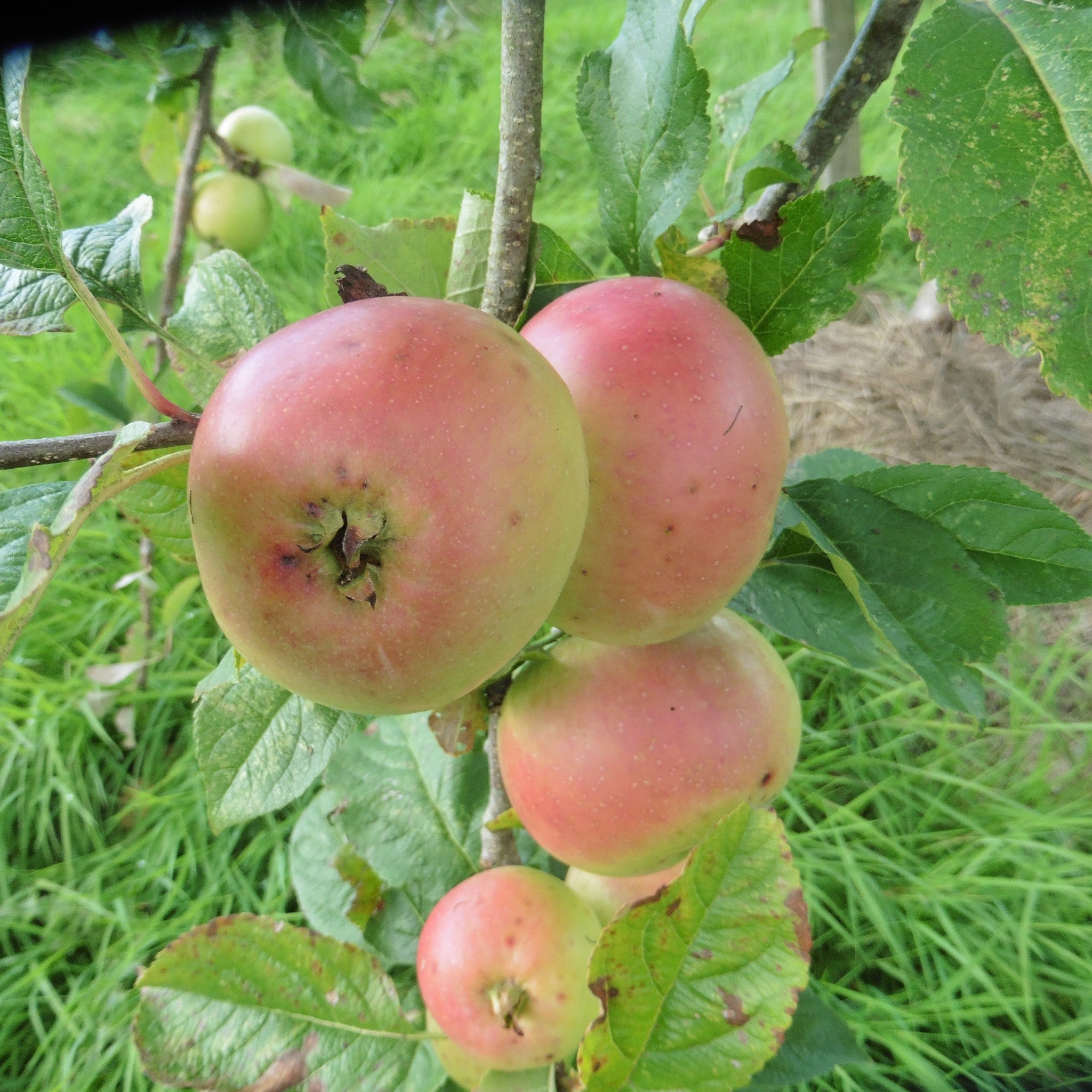 Glory of the West apple tree