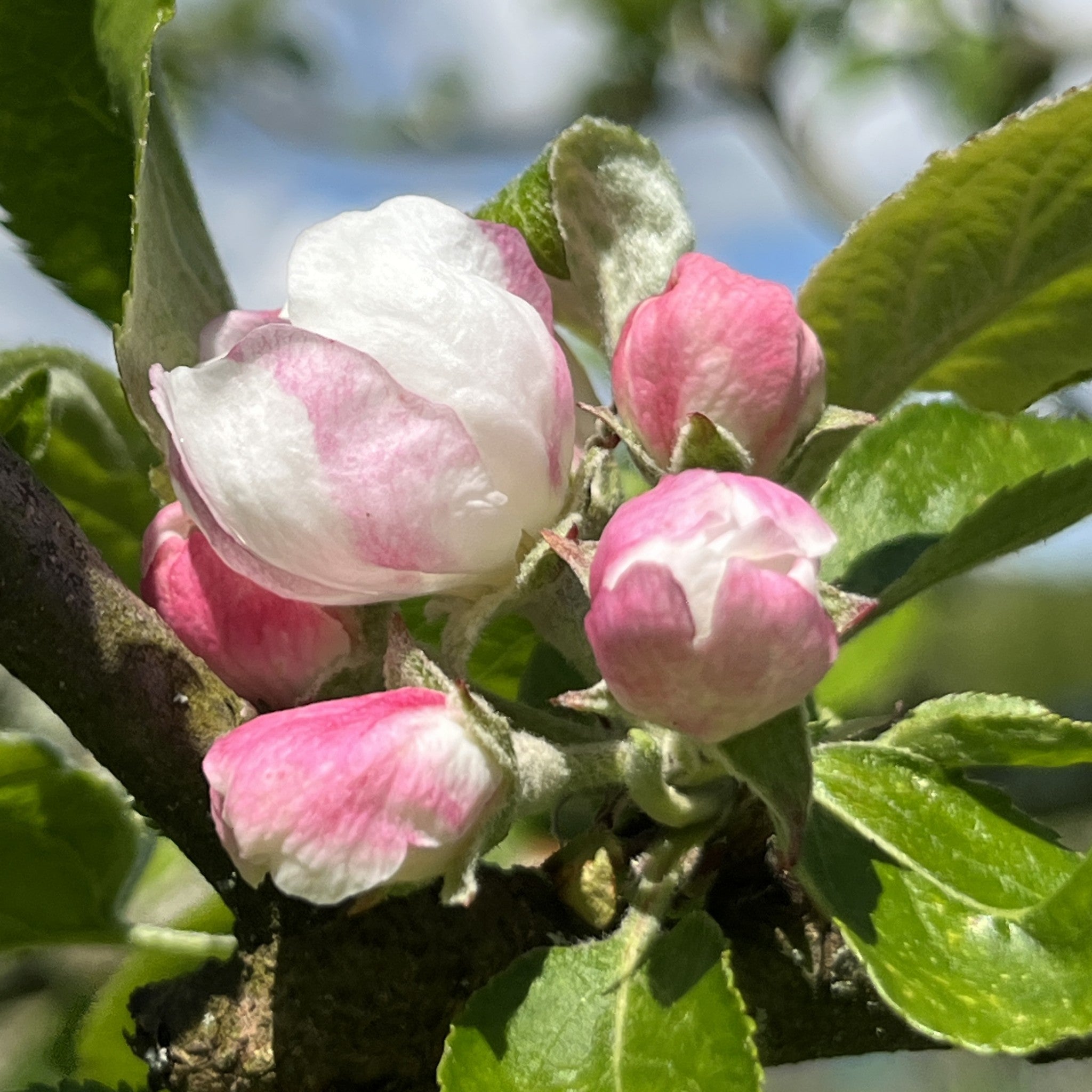 Glory of the West apple tree blossom