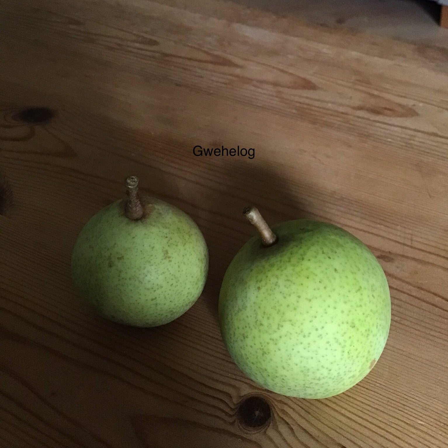 Gwehelog pear tree
