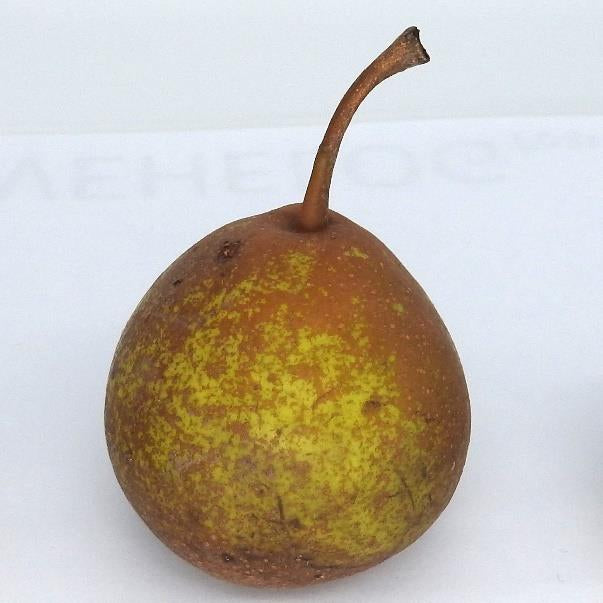 Gwehelog Red pear tree