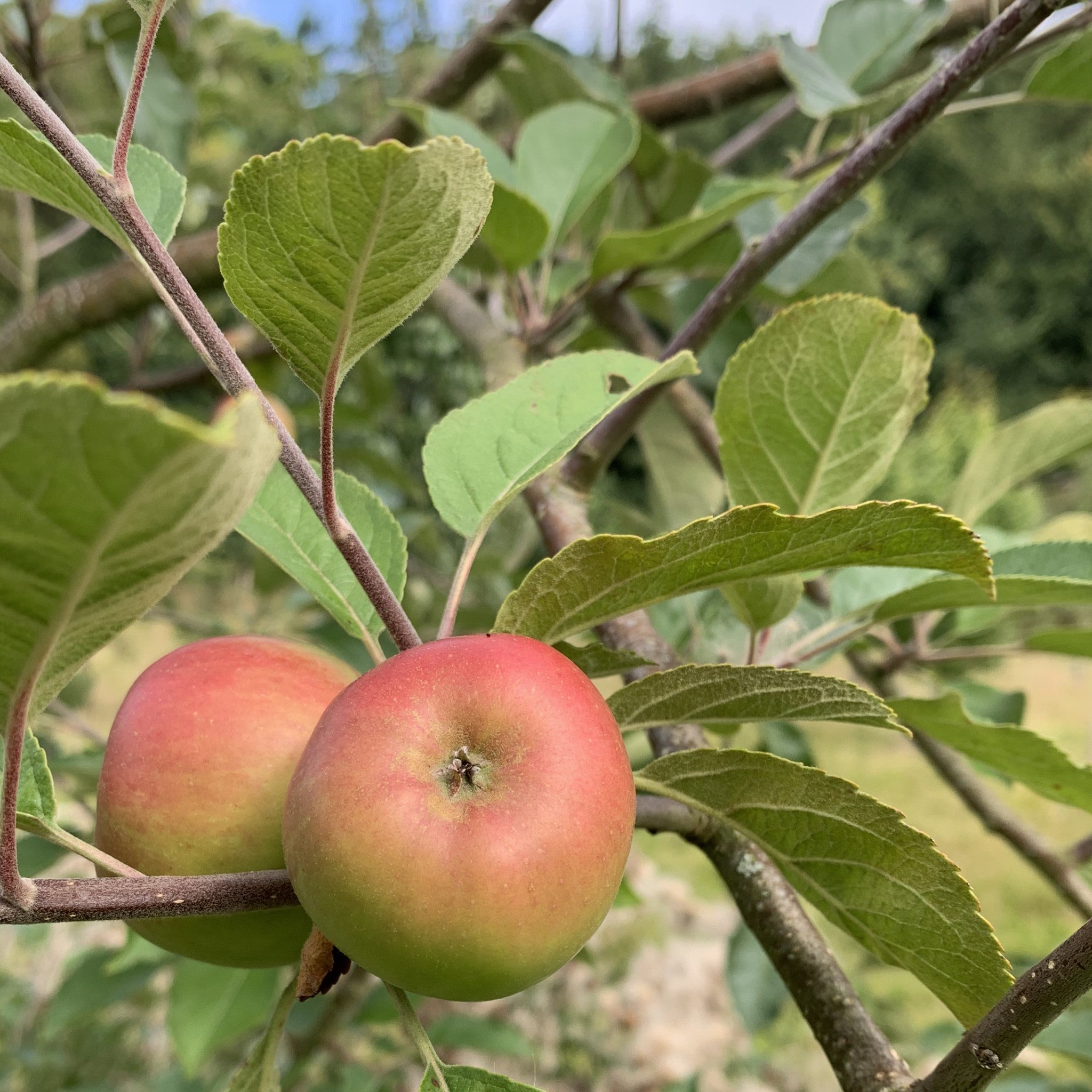 Hangdown apple tree