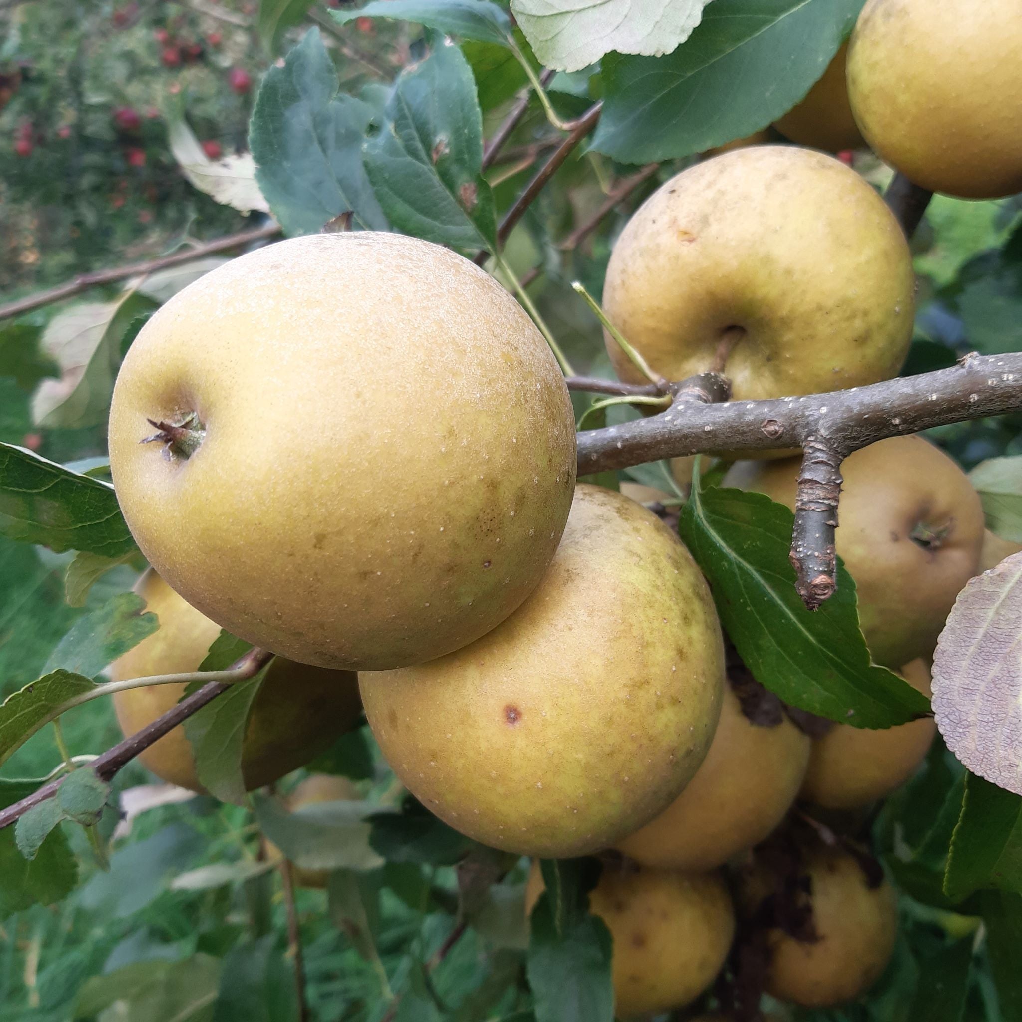 Herefordshire Russet apple tree