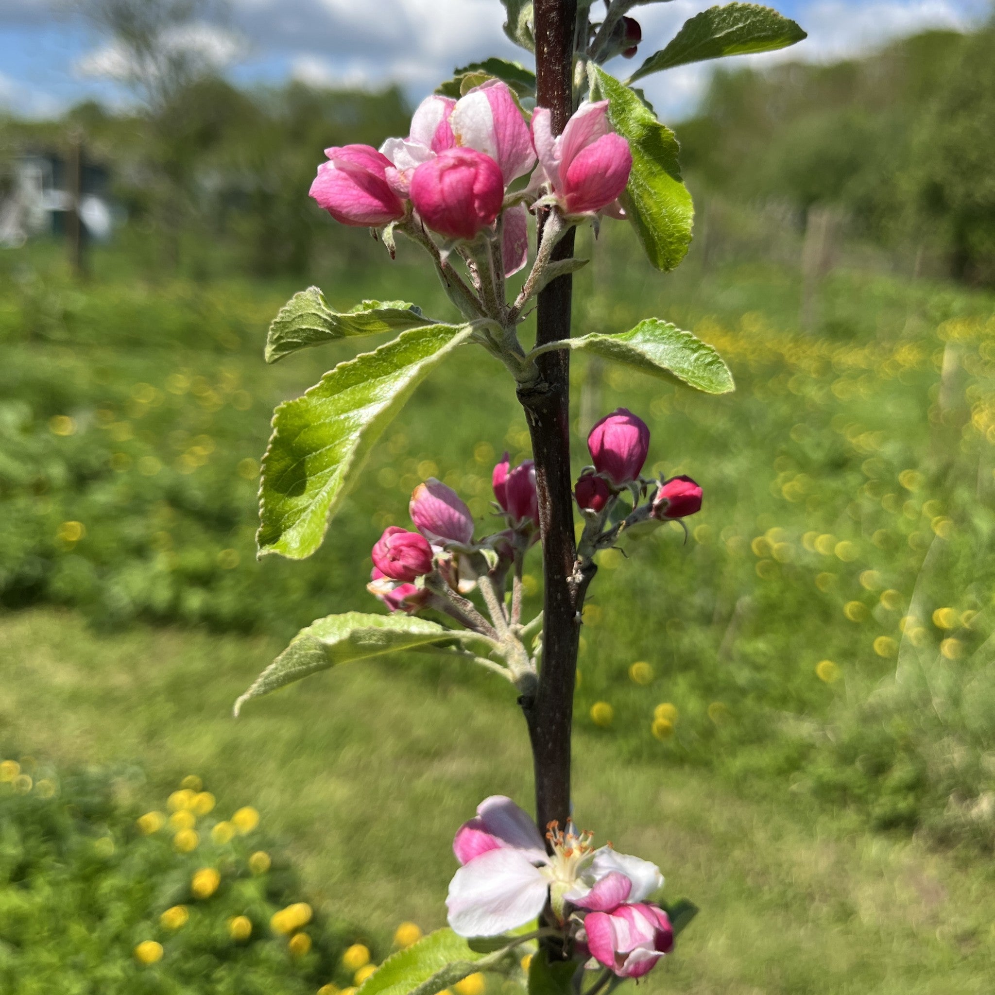 Herefordshire Russet apple tree blossom