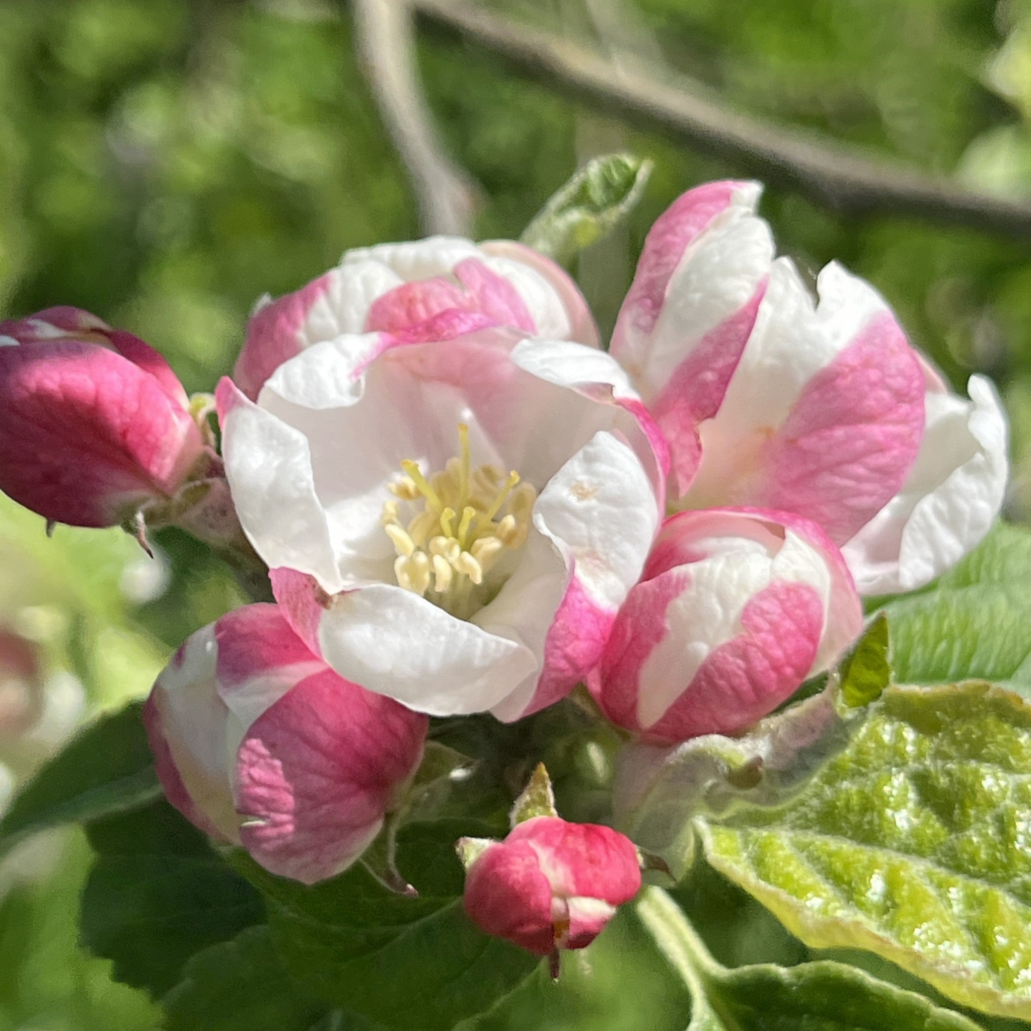 Hope Cottage Seedling apple tree blossom