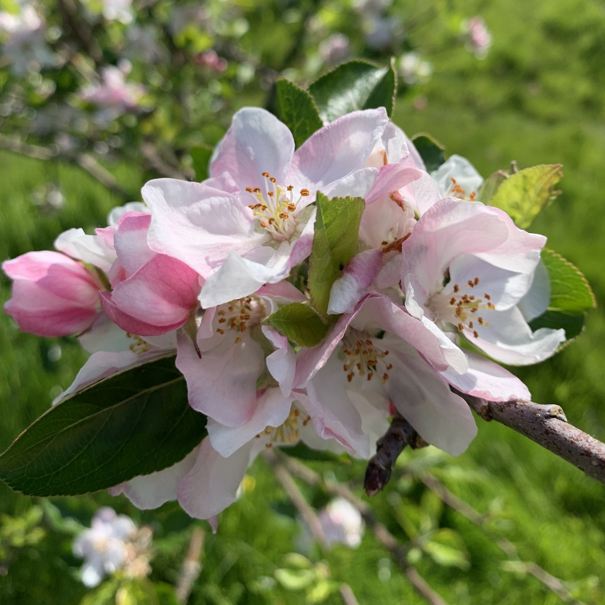 Jane apple tree blossom