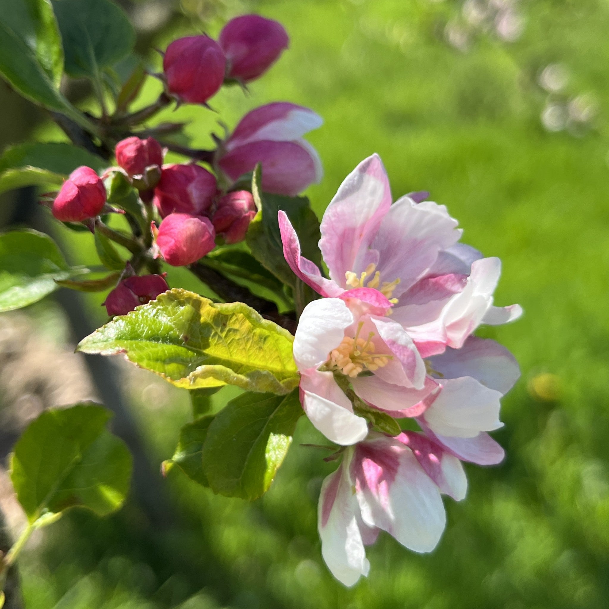 Kennedy's Late apple tree blossom
