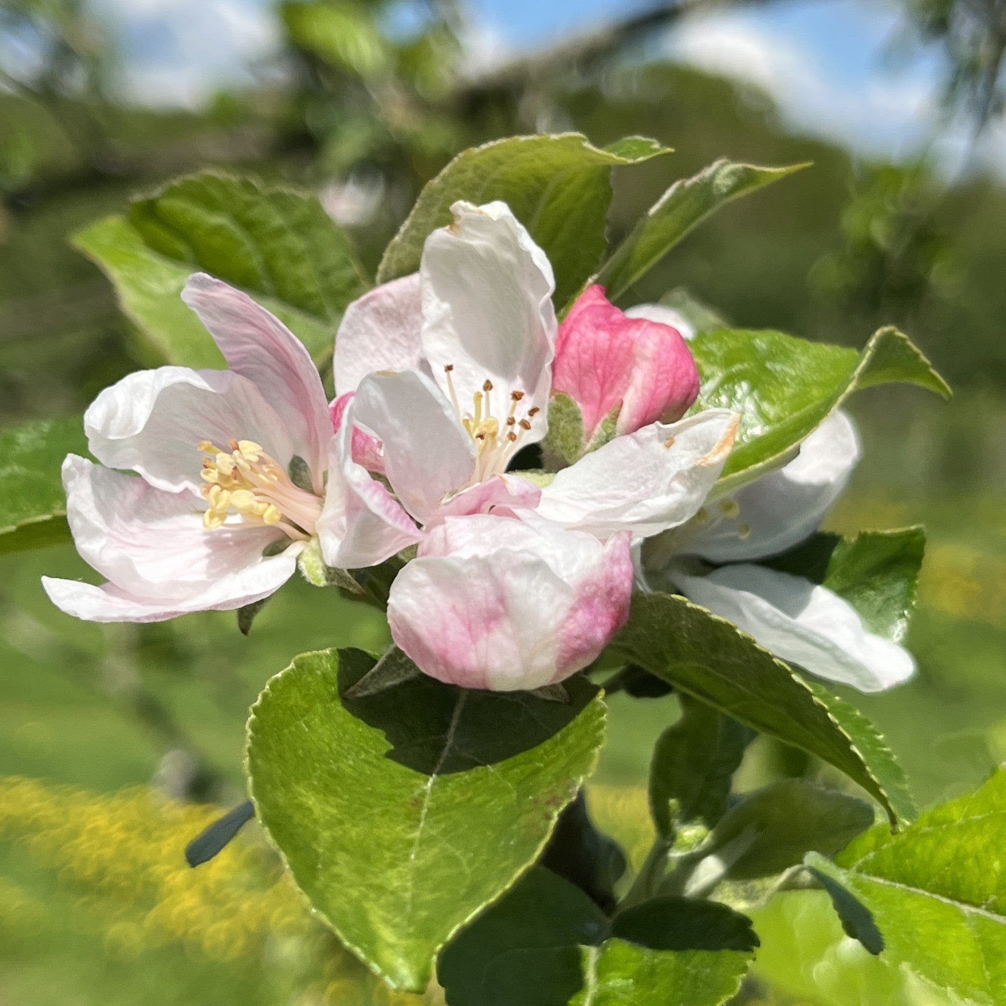 King of the Pippins apple tree blossom