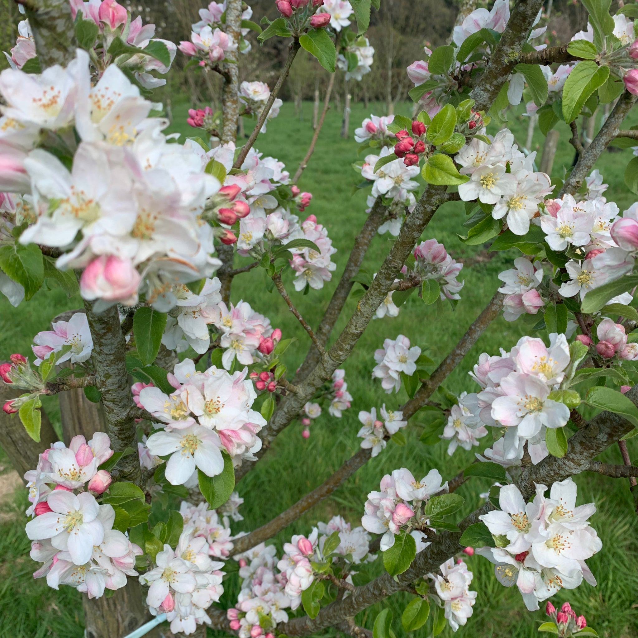 Kretchmer's Surprise apple tree blossom