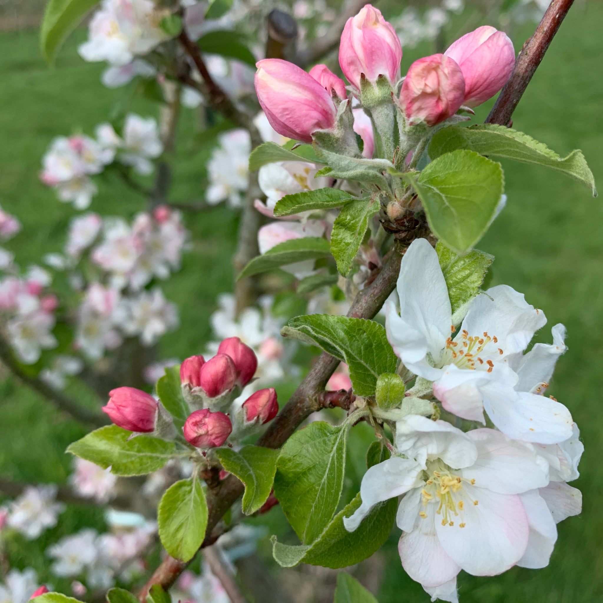 Kretchmer's Surprise apple tree blossom
