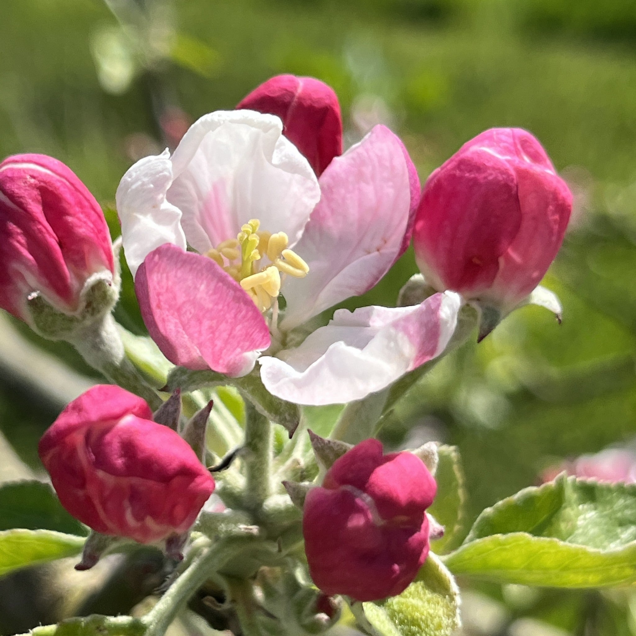 Lanes Prince Albert apple tree blossom