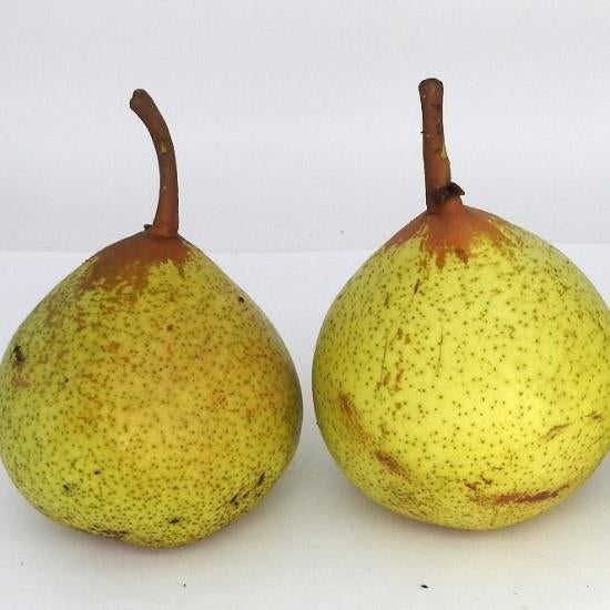 Llanyrafon Manor pear tree