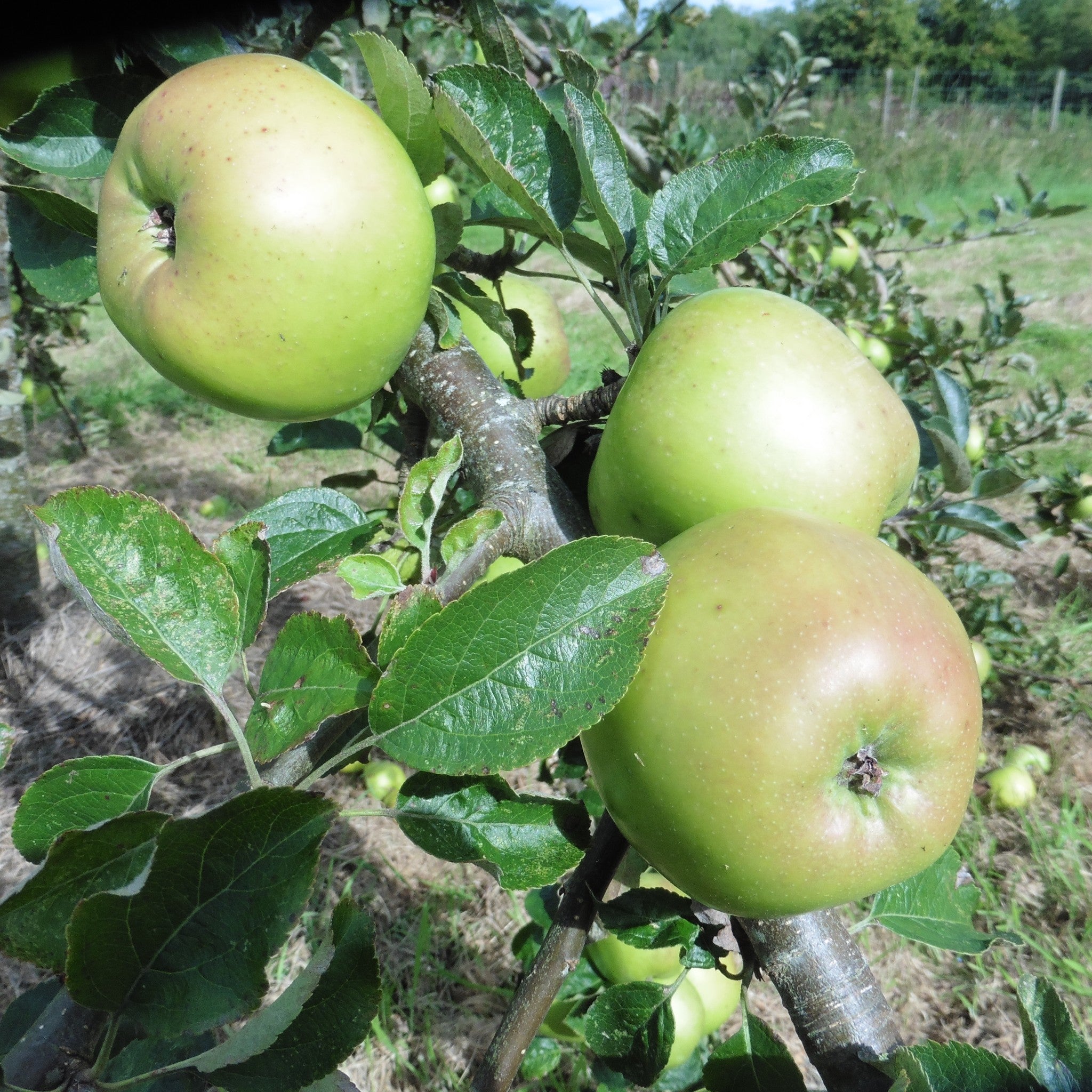 Lord Derby apple tree