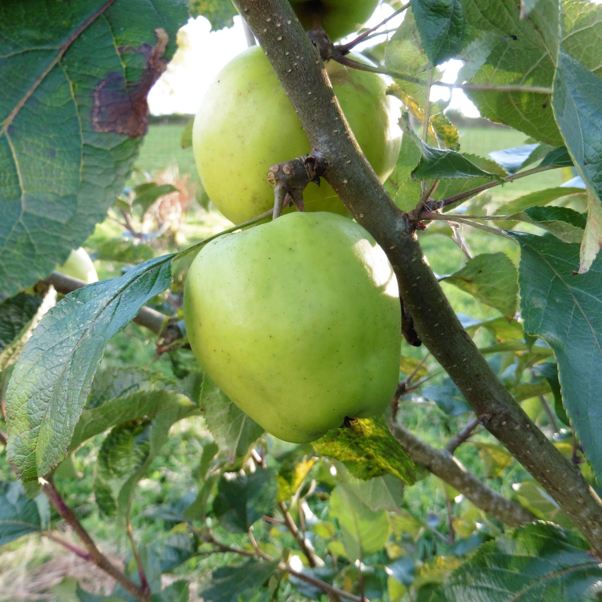 Lord Grosvenor apple tree
