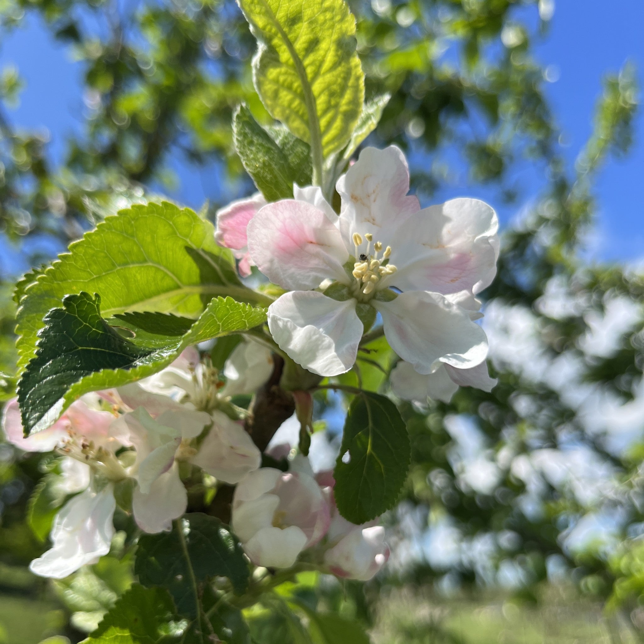 Lord Grosvenor apple tree blossom