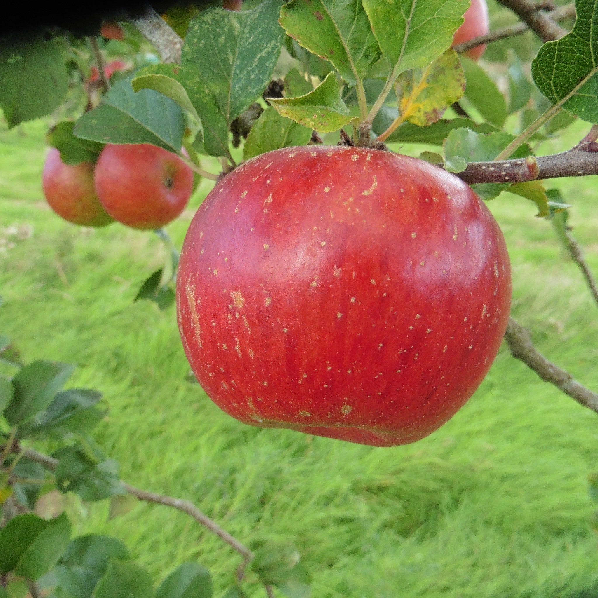 Lord Lambourne apple tree
