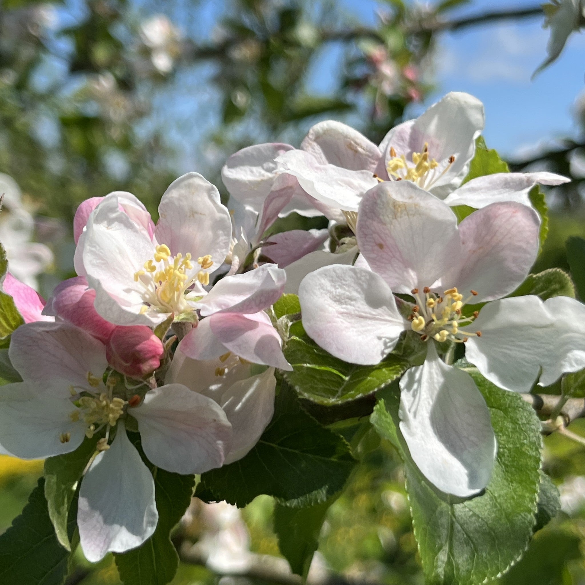 Lord Lambourne apple tree blossom
