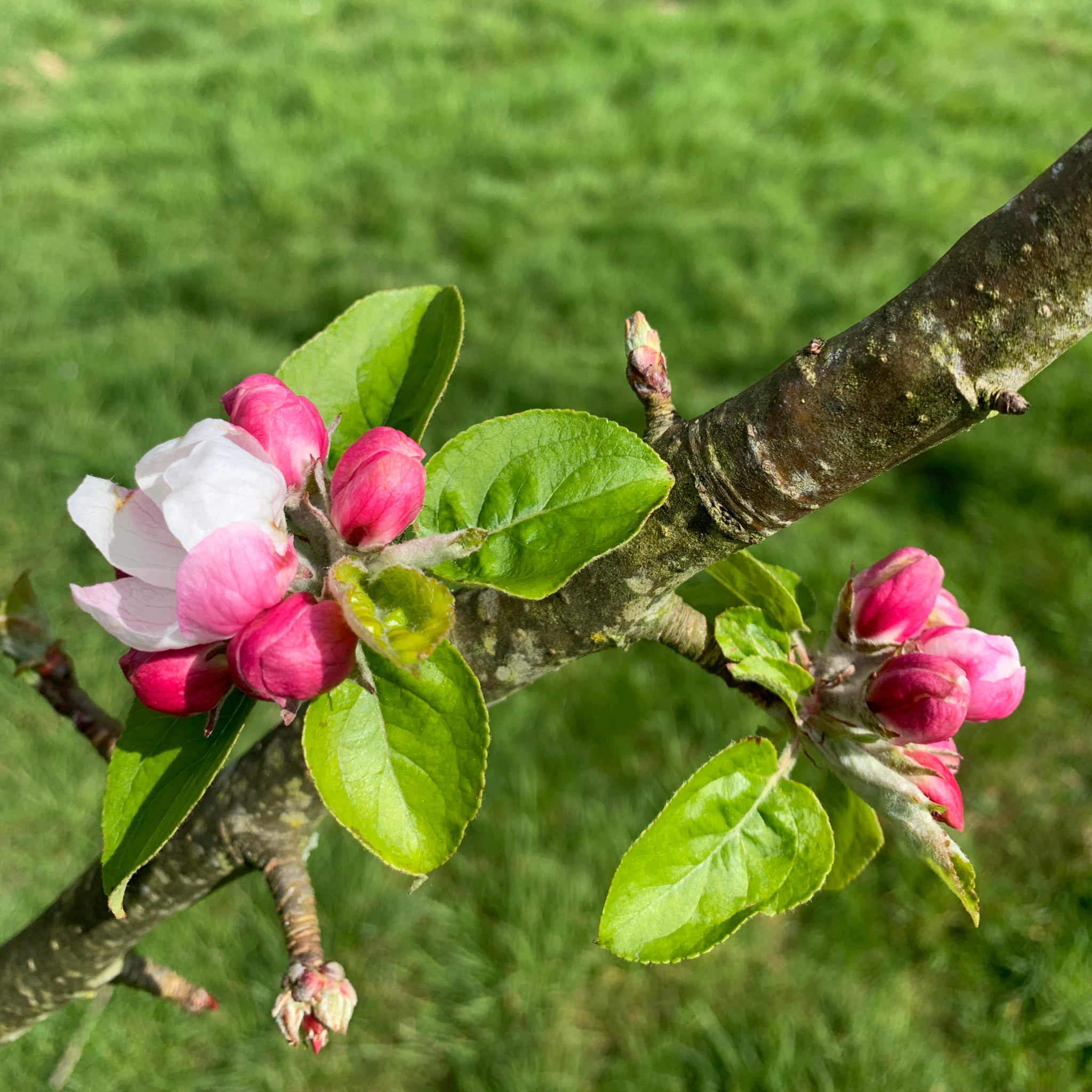 Lorna Doone apple tree blossom