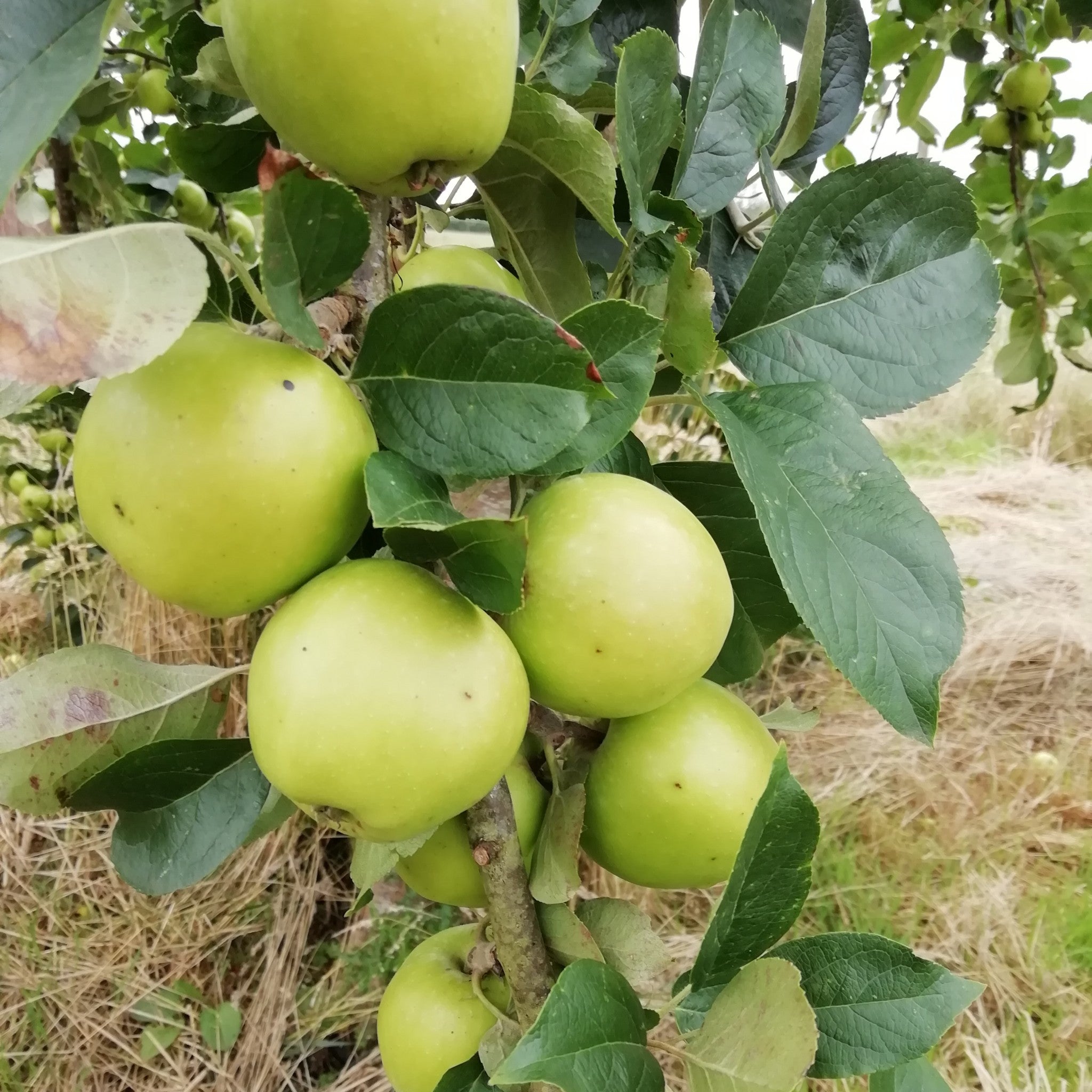Morgan Sweet apple tree
